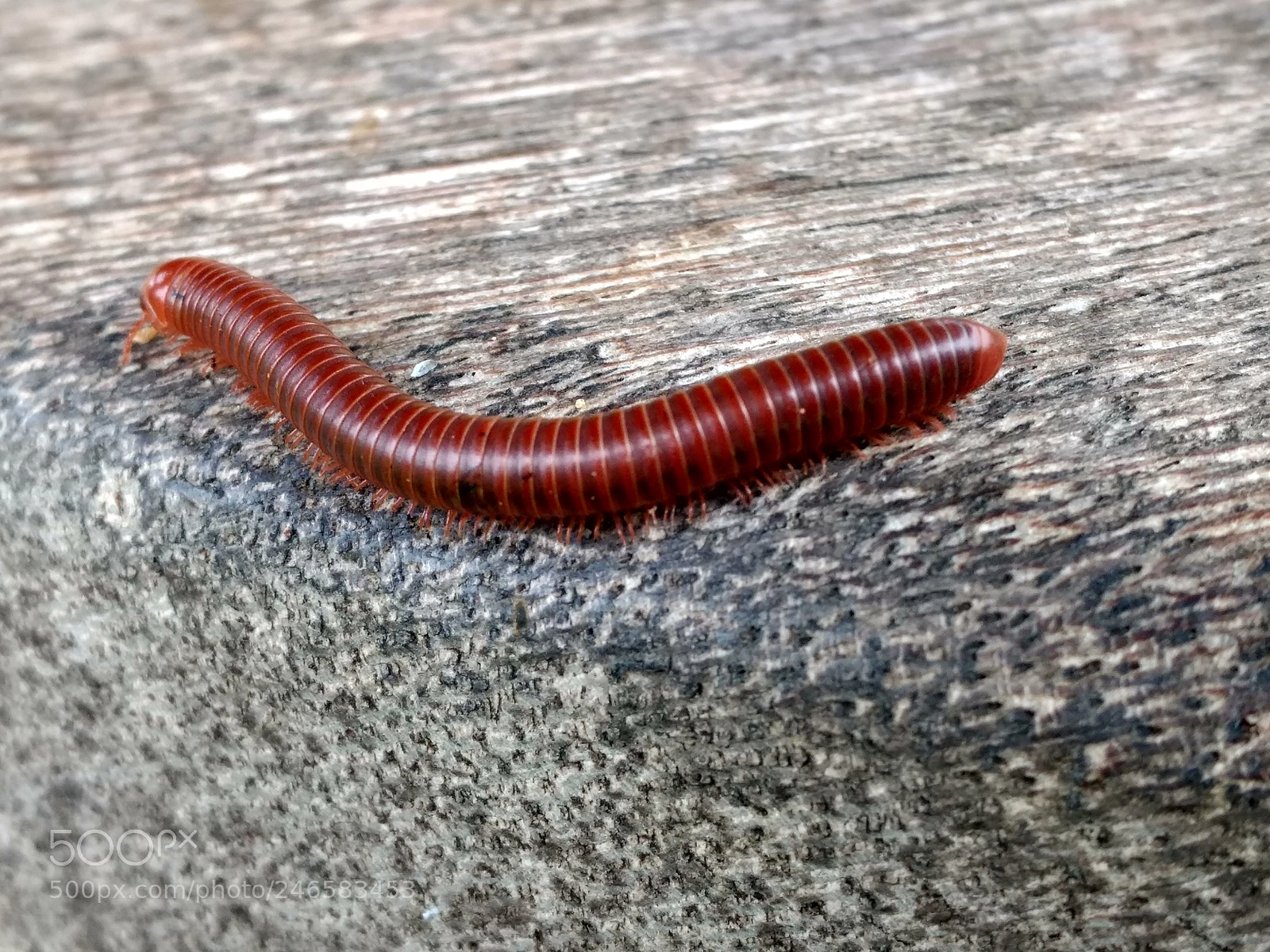 Motorola Moto G (4) sample photo. Centipede photography