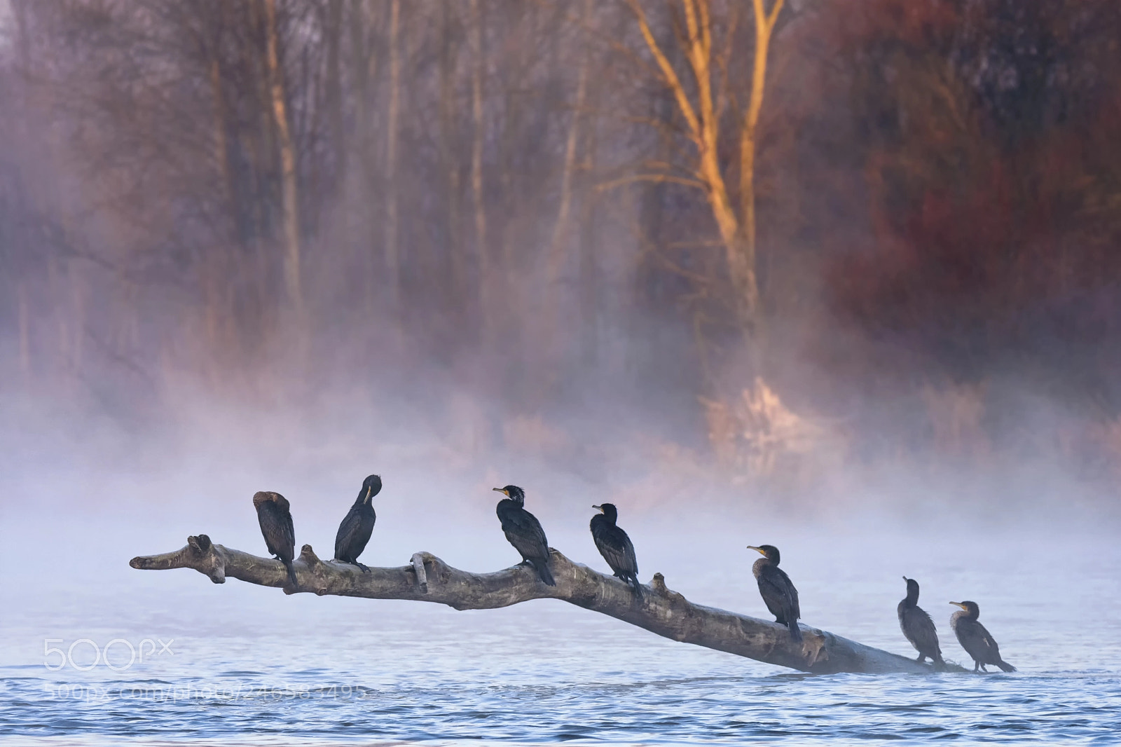 Nikon D7200 sample photo. Great cormorant photography