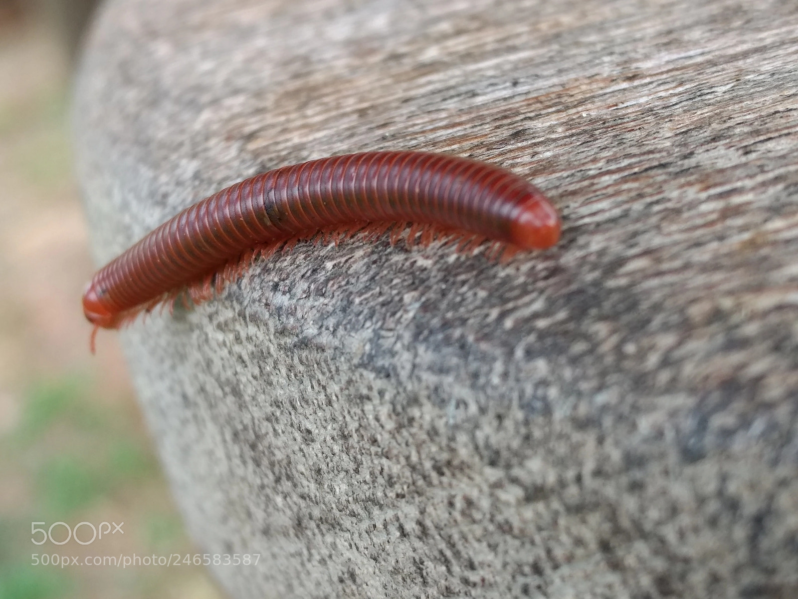 Motorola Moto G (4) sample photo. Centipede photography