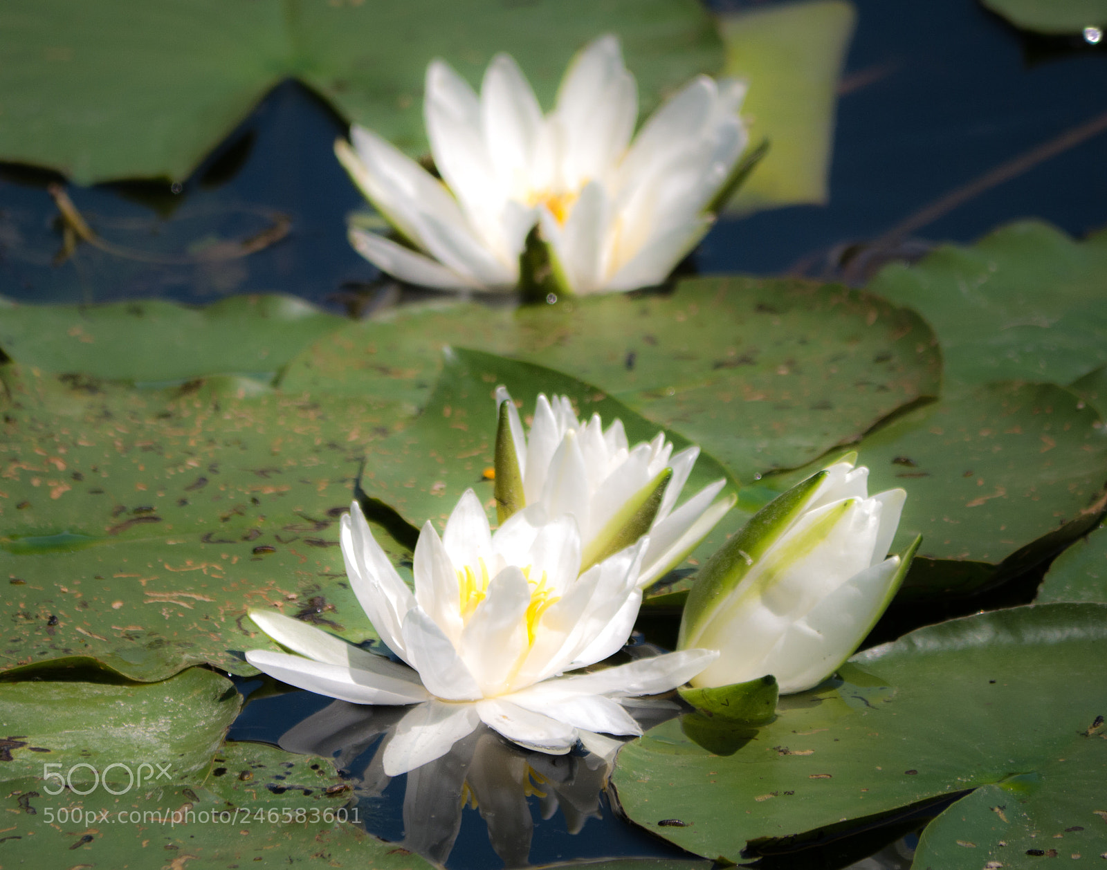 Panasonic DMC-G70 sample photo. Water lily photography