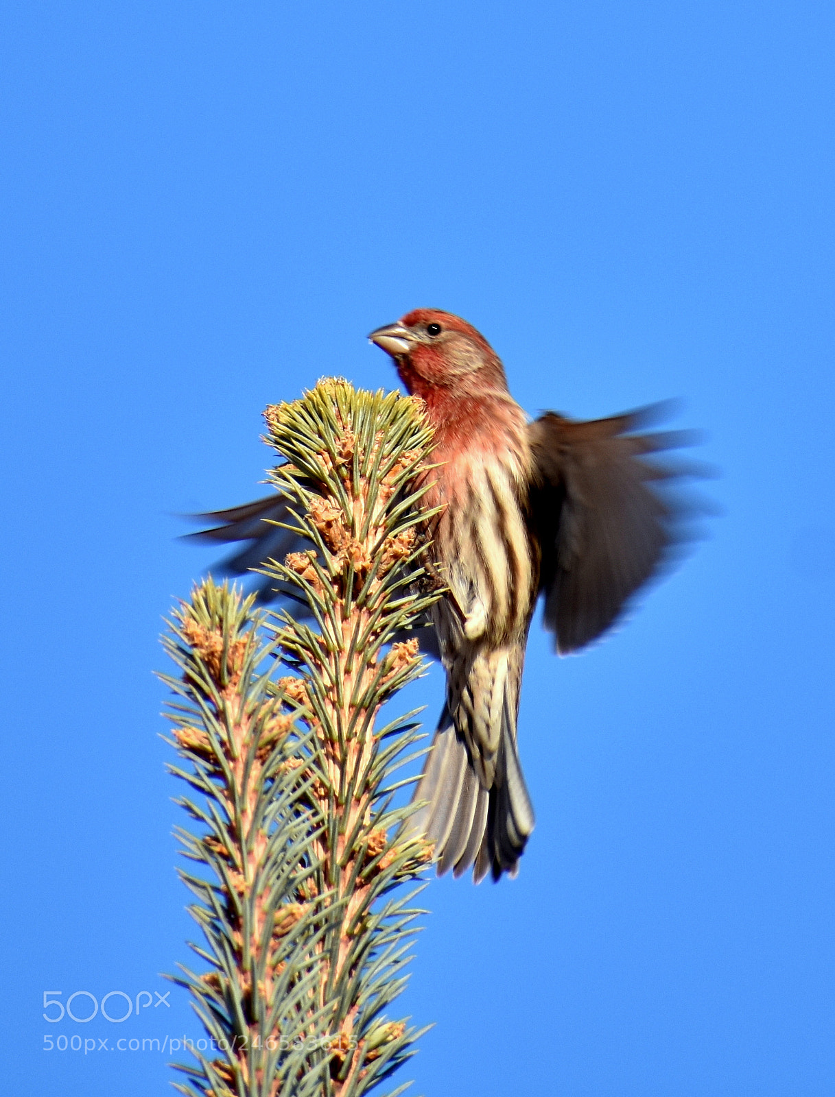 Nikon D3400 sample photo. House finch photography