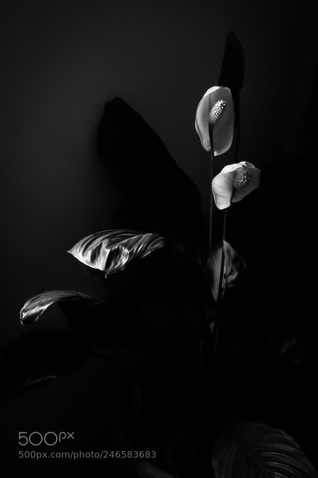 Canon EOS 750D (EOS Rebel T6i / EOS Kiss X8i) sample photo. Spathiphyllum sensation photography