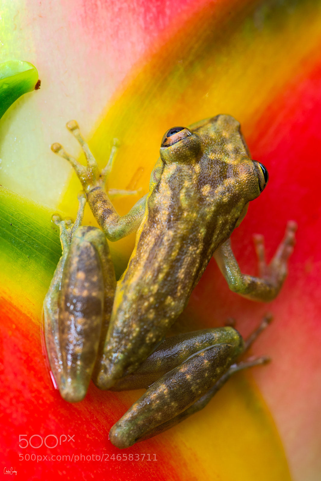 Nikon D4 sample photo. Narrow-headed treefrog photography