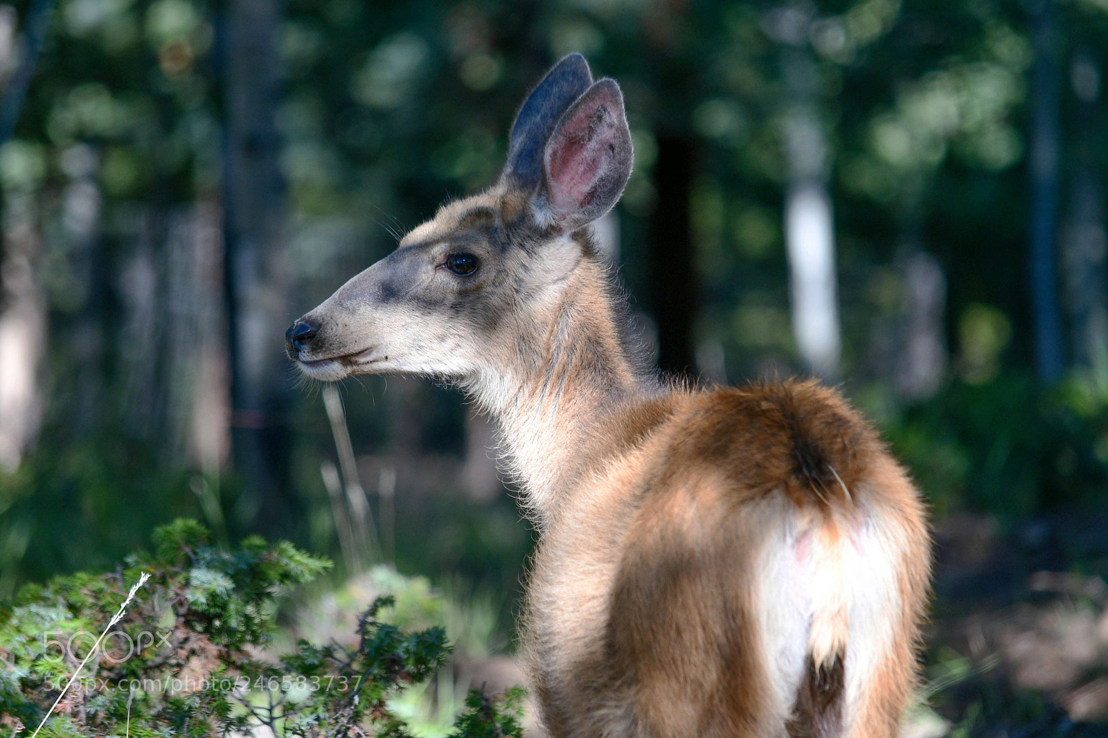 Nikon D500 sample photo. Doe deer photography