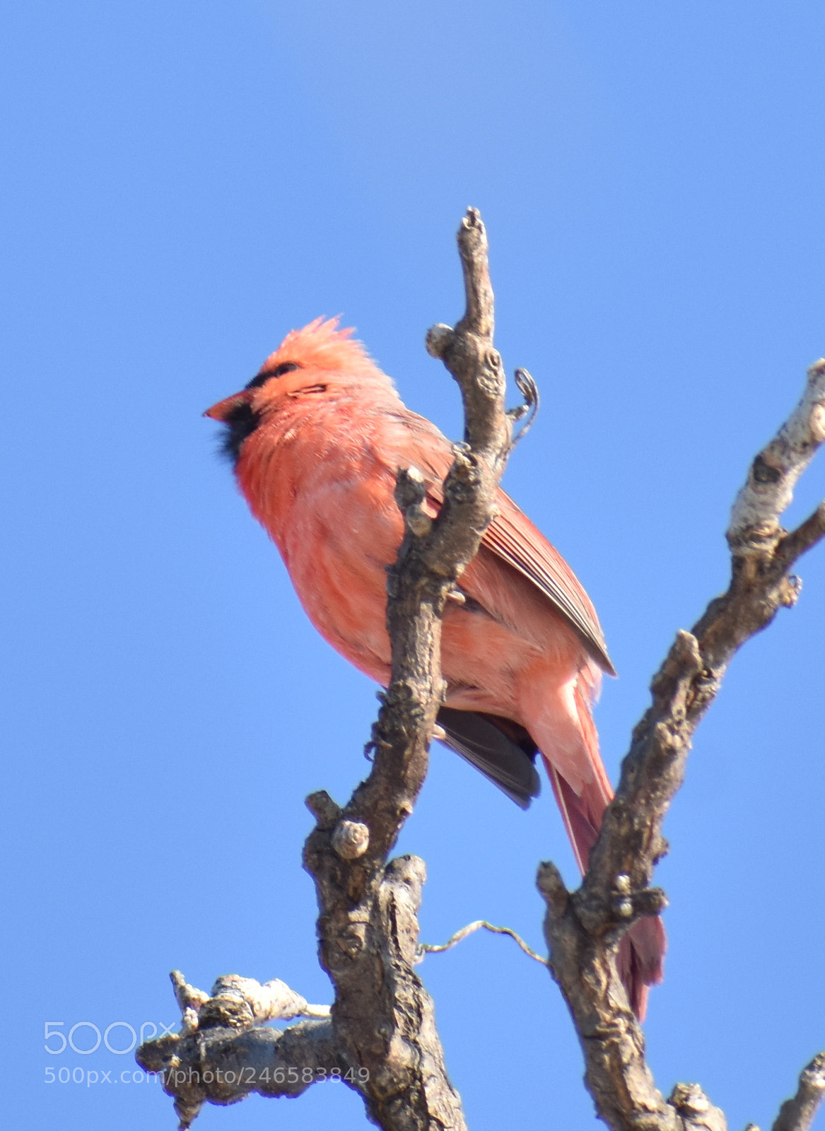 Nikon D3400 sample photo. Northern cardinal photography