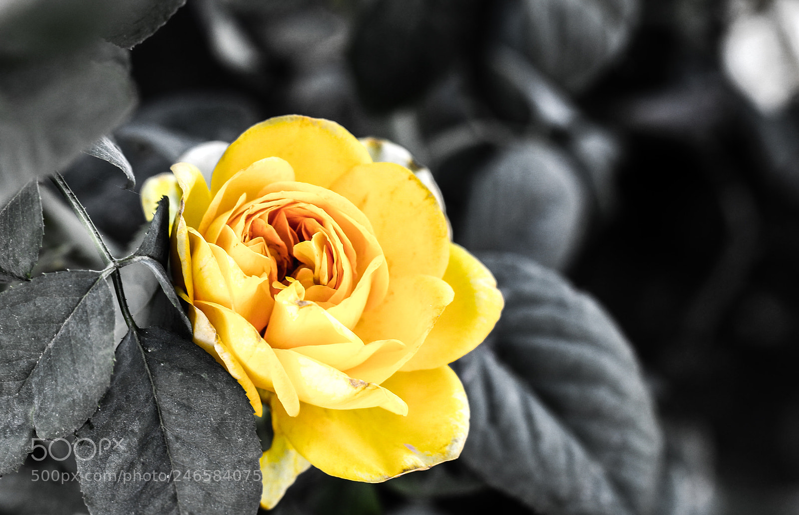 Canon EOS 1300D (EOS Rebel T6 / EOS Kiss X80) sample photo. Flower photography