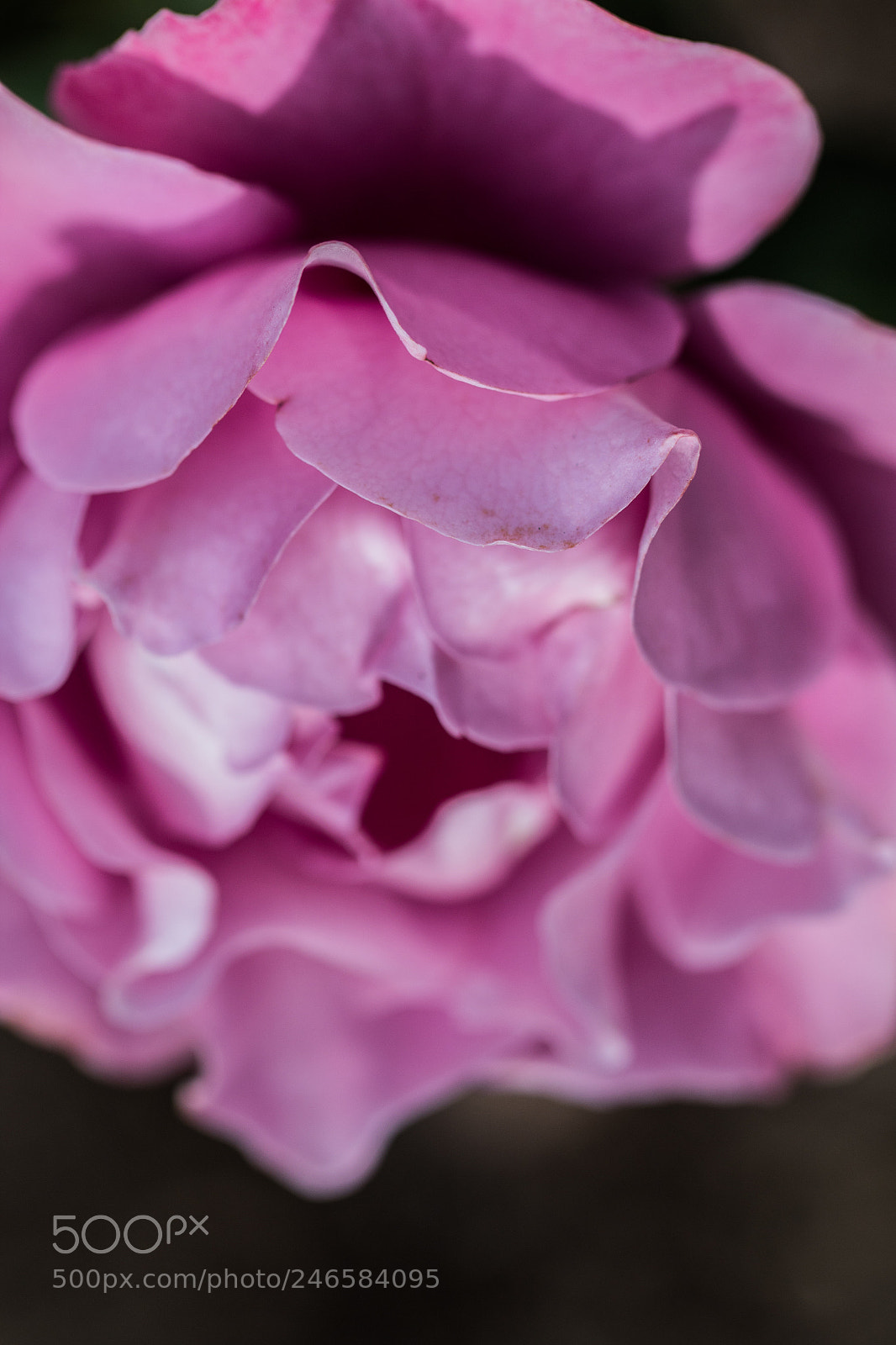 Canon EOS 1300D (EOS Rebel T6 / EOS Kiss X80) sample photo. Flower photography