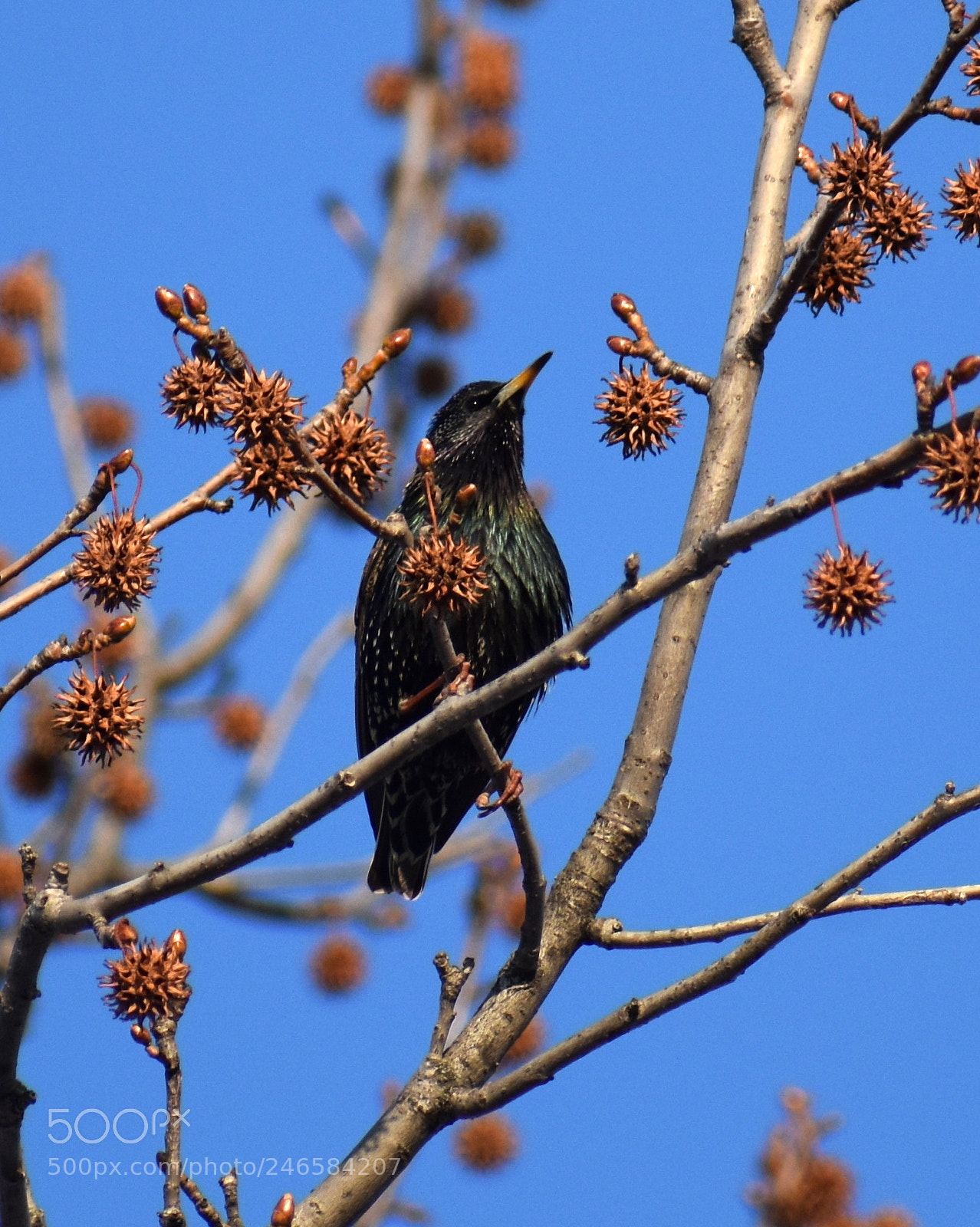 Nikon D3400 sample photo. Starling photography