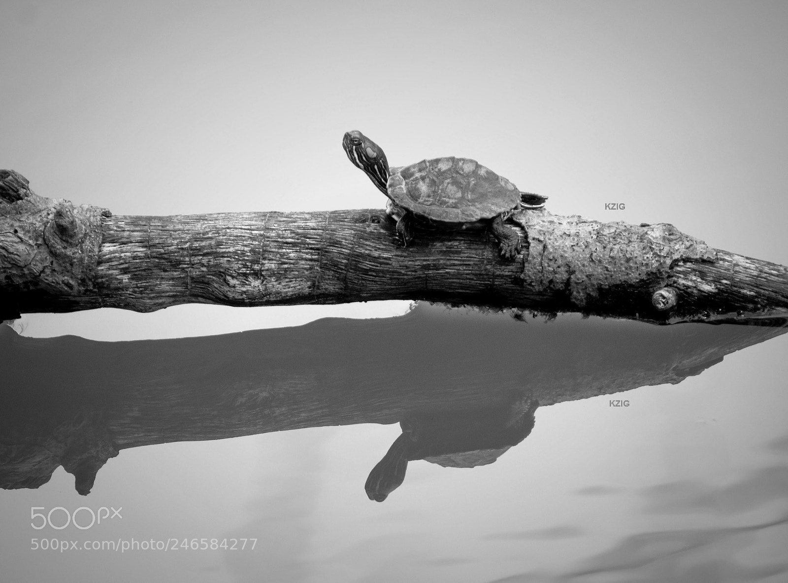 Nikon D3400 sample photo. Turtle soup photography