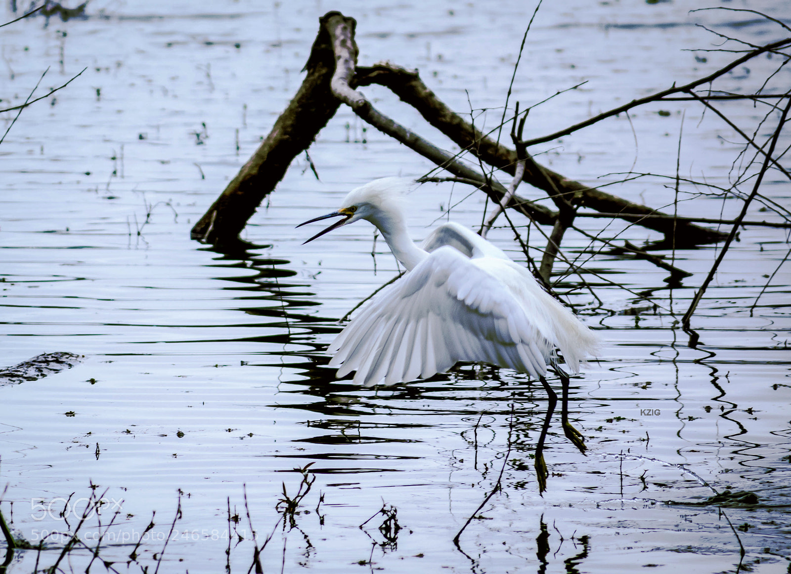 Nikon D3400 sample photo. Angry egret photography