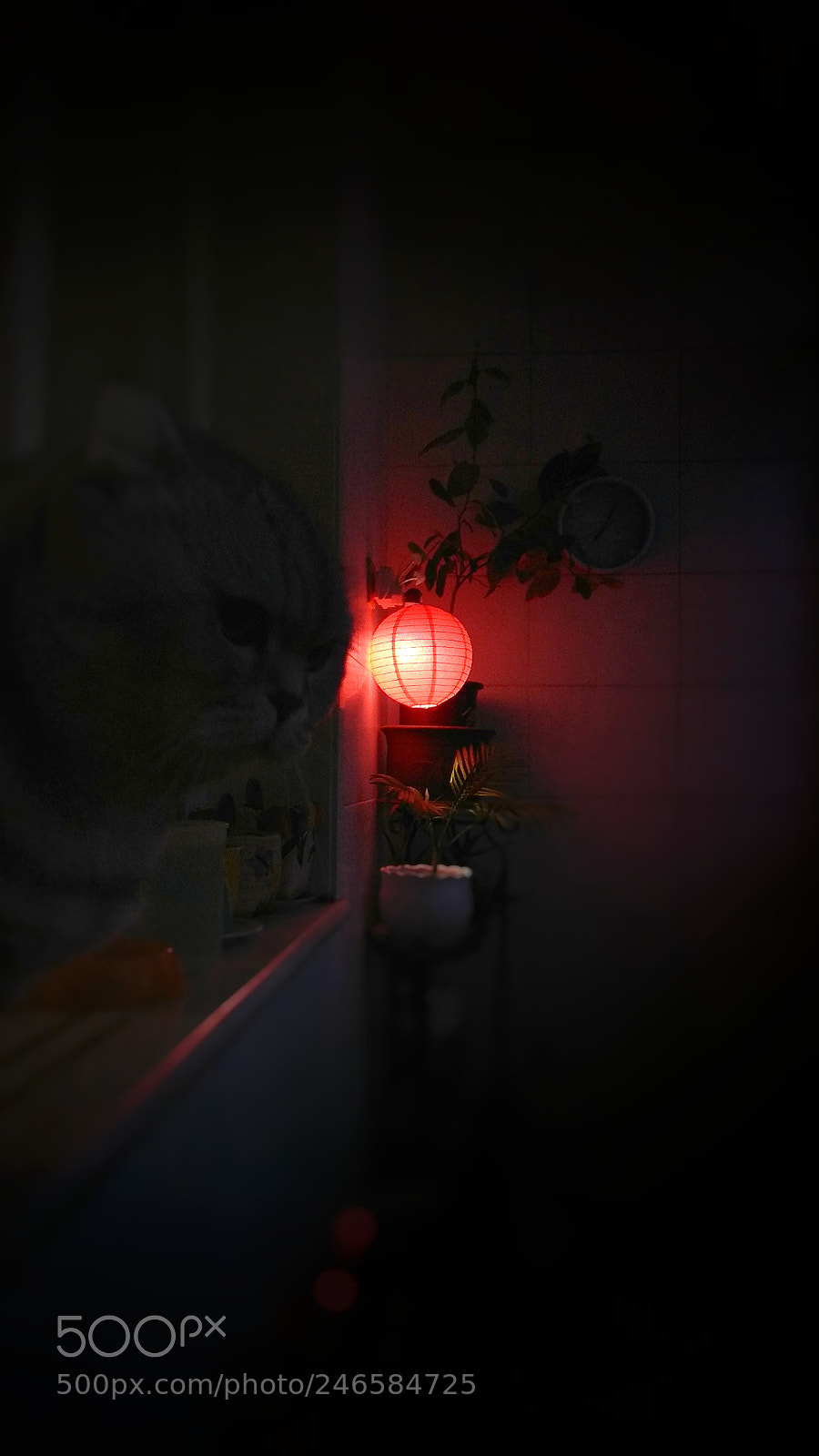 Xiaomi Redmi Note 4X sample photo. Cat! :) photography