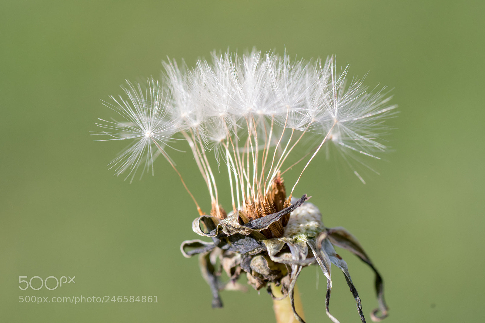 Nikon D500 sample photo. Dandelion seeds handheld photography