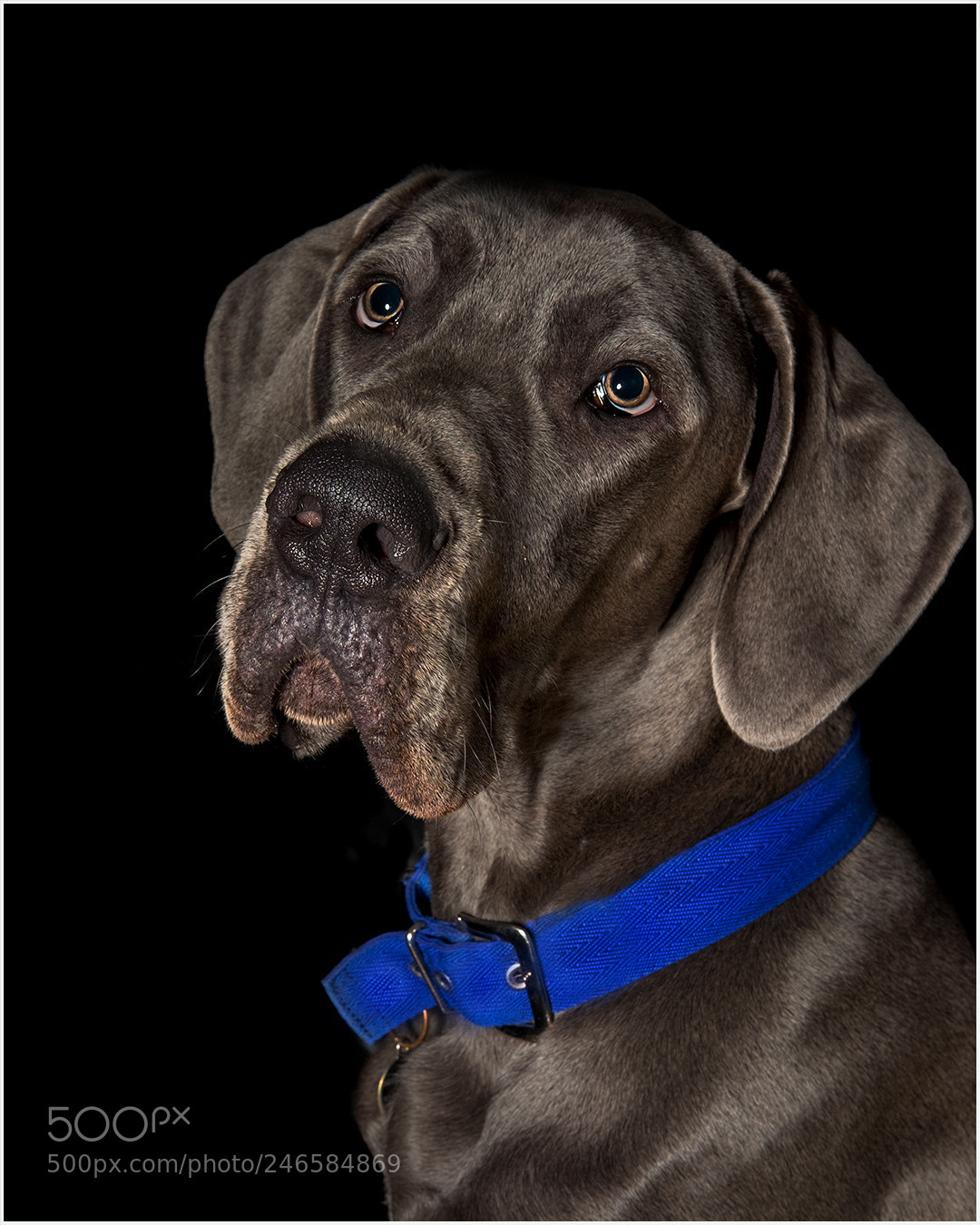 Fujifilm X-T1 sample photo. Puppy great dane photography