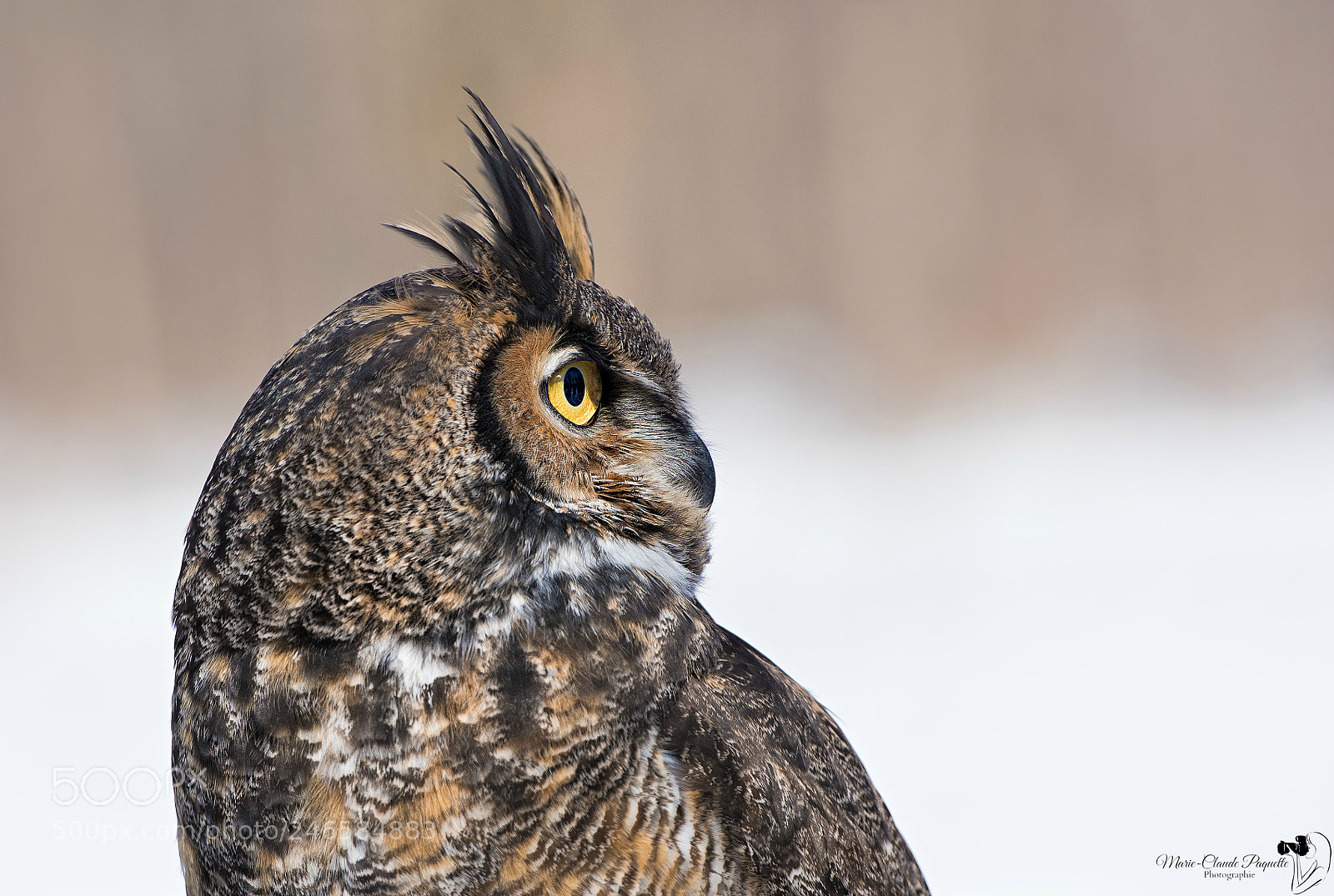Nikon D810 sample photo. Grand-duc photography