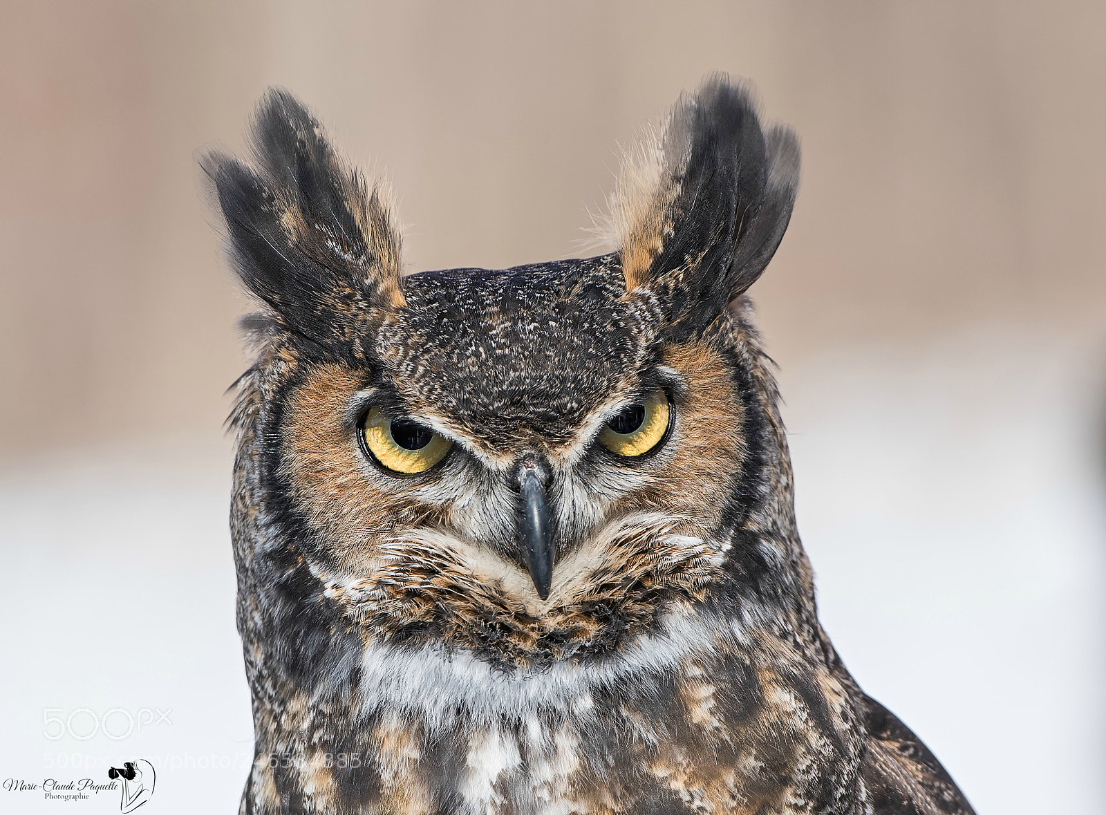 Nikon D810 sample photo. Grand-duc photography