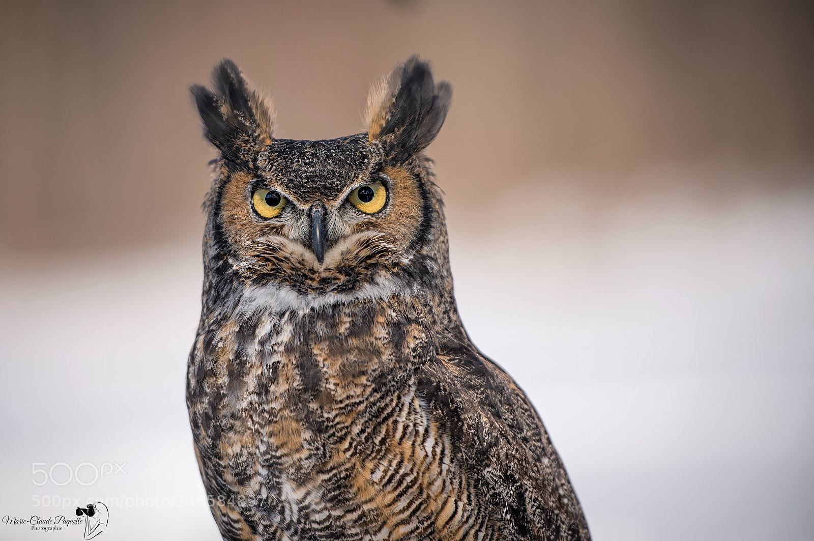 Nikon D810 sample photo. Grand-duc photography