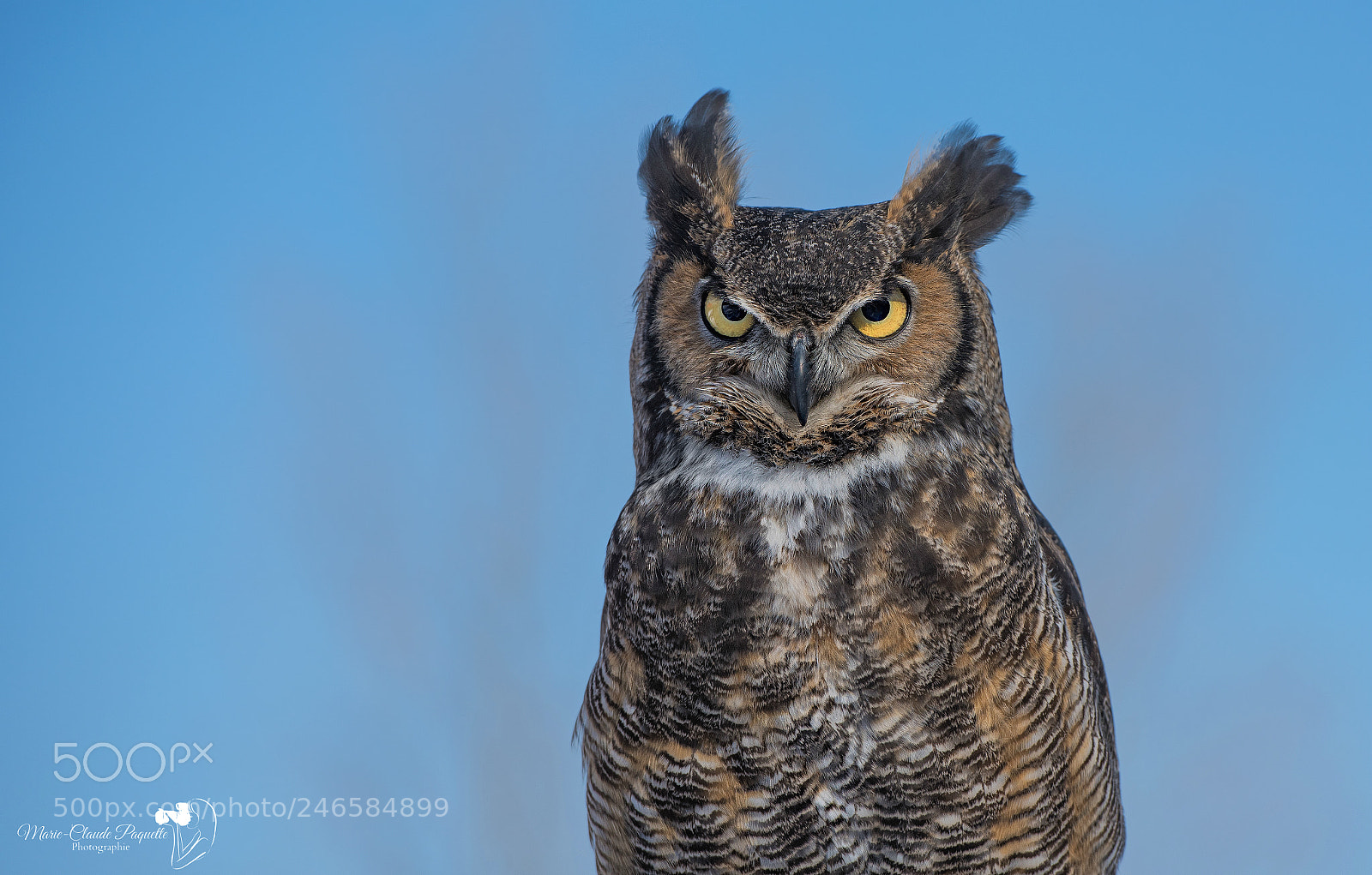 Nikon D810 sample photo. Grand-duc photography