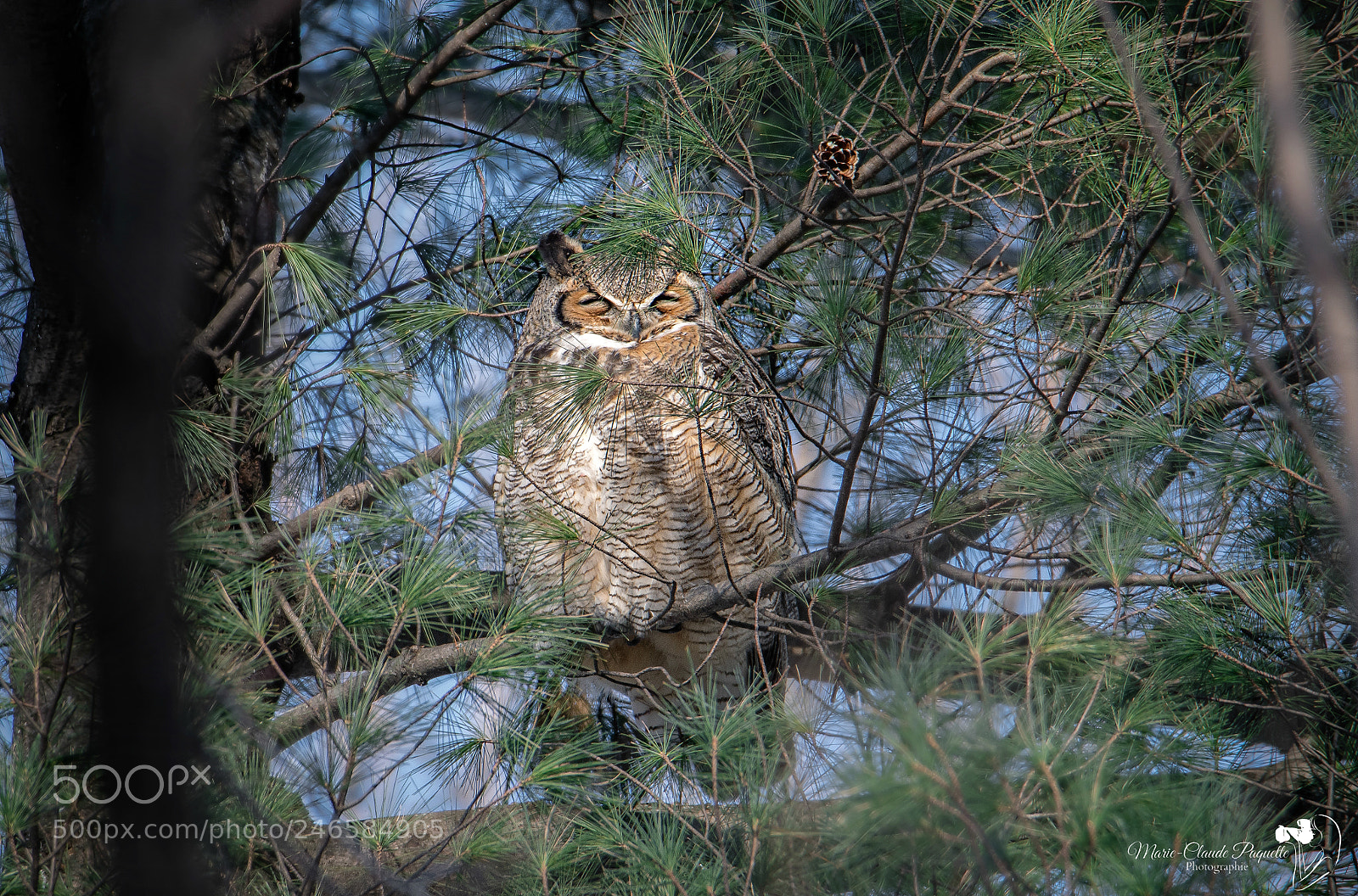 Nikon D500 sample photo. Grand-duc photography