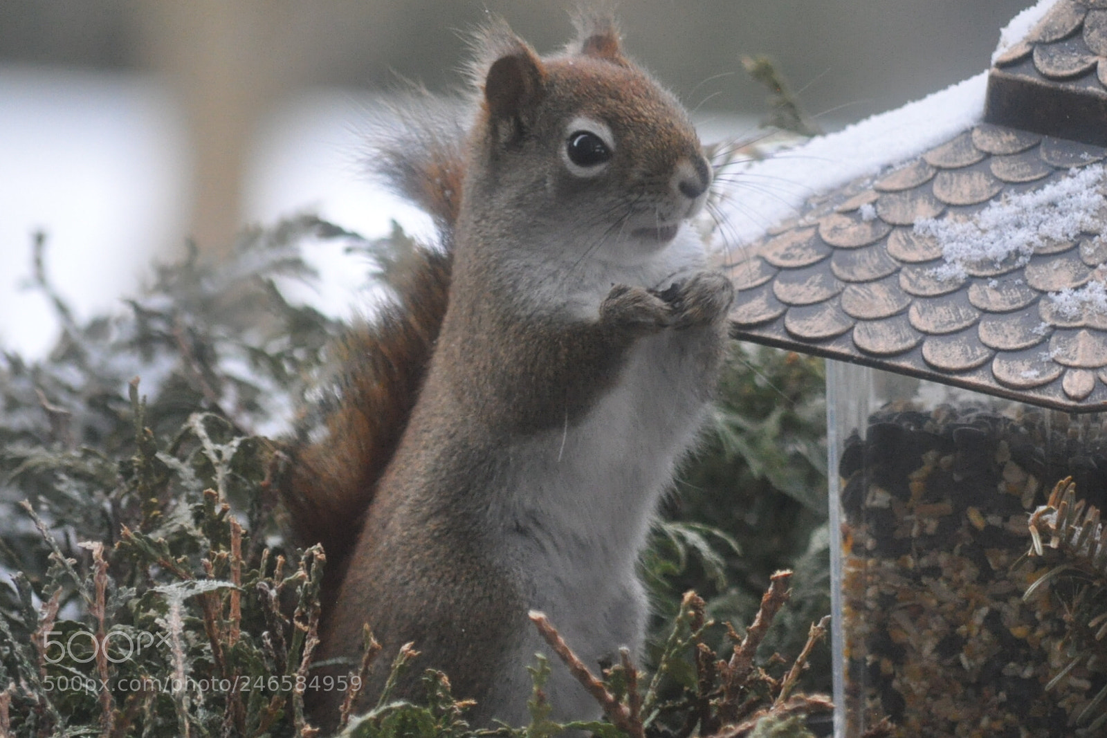 Nikon D5000 sample photo. Ok, open up ,feeder photography