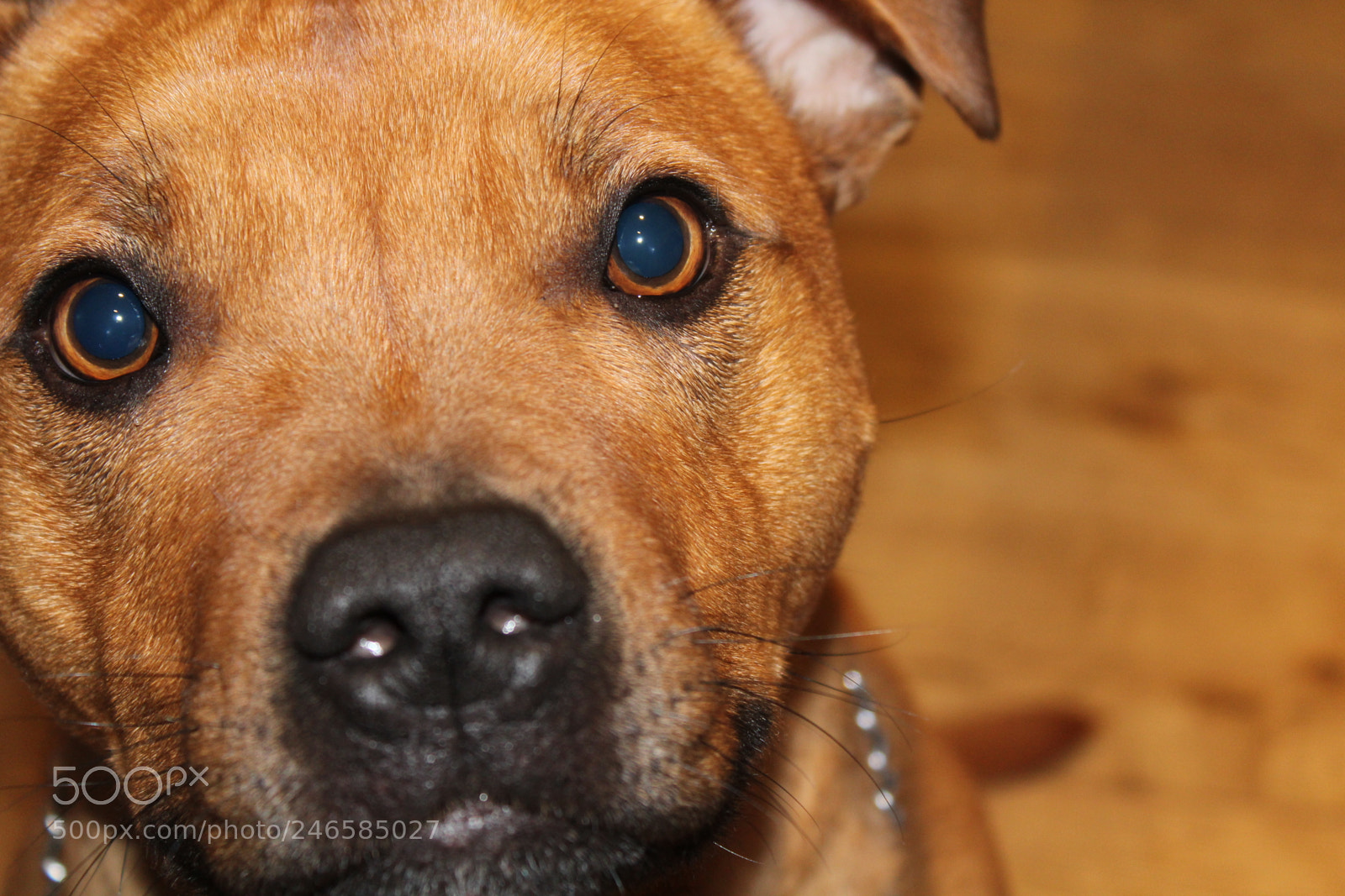 Canon EF-S 18-55mm F3.5-5.6 III sample photo. Img photography