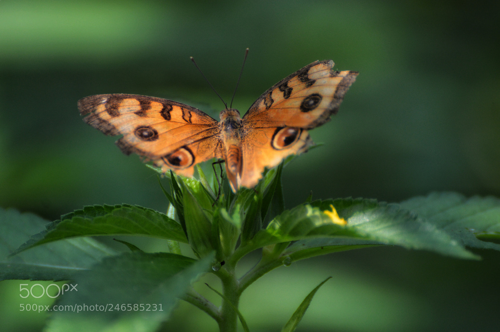 Nikon D3200 sample photo. Broken wings photography
