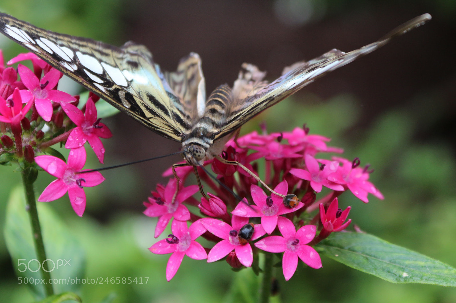 Canon EOS 650D (EOS Rebel T4i / EOS Kiss X6i) sample photo. Butterfly photography