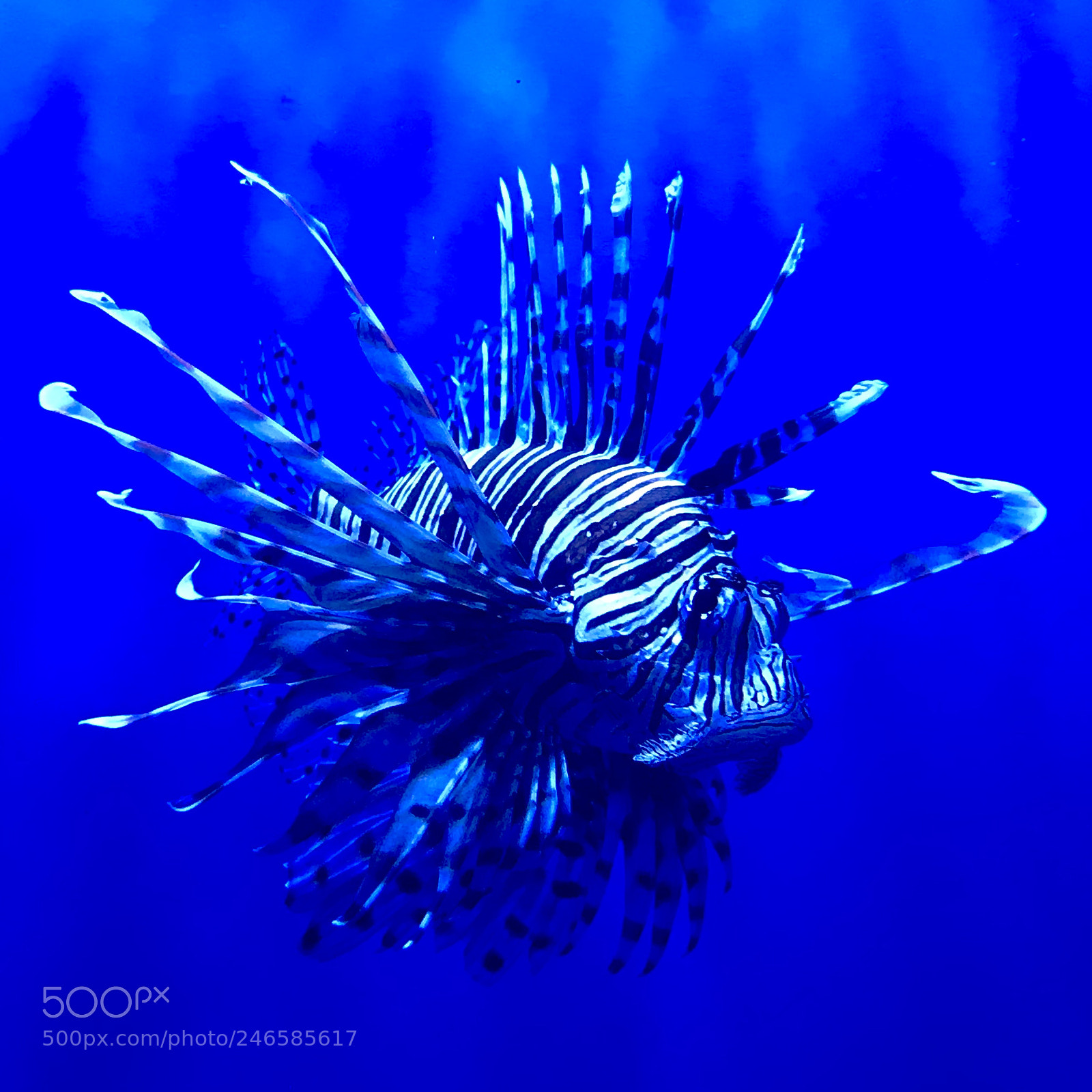 Apple iPhone 7 sample photo. Lion fish at birch photography