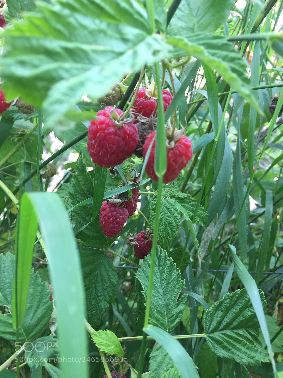 Apple iPhone 6 sample photo. Raspberries photography