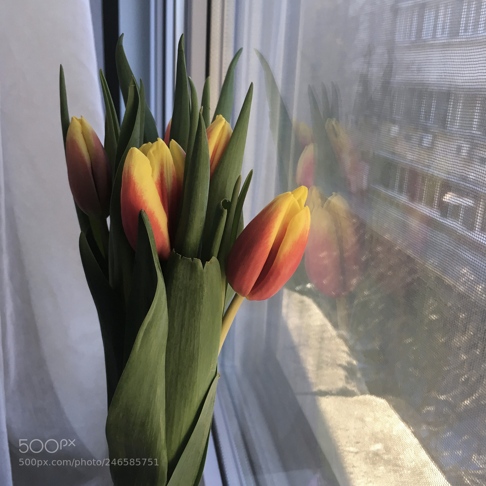 Apple iPhone SE sample photo. Tulips photography