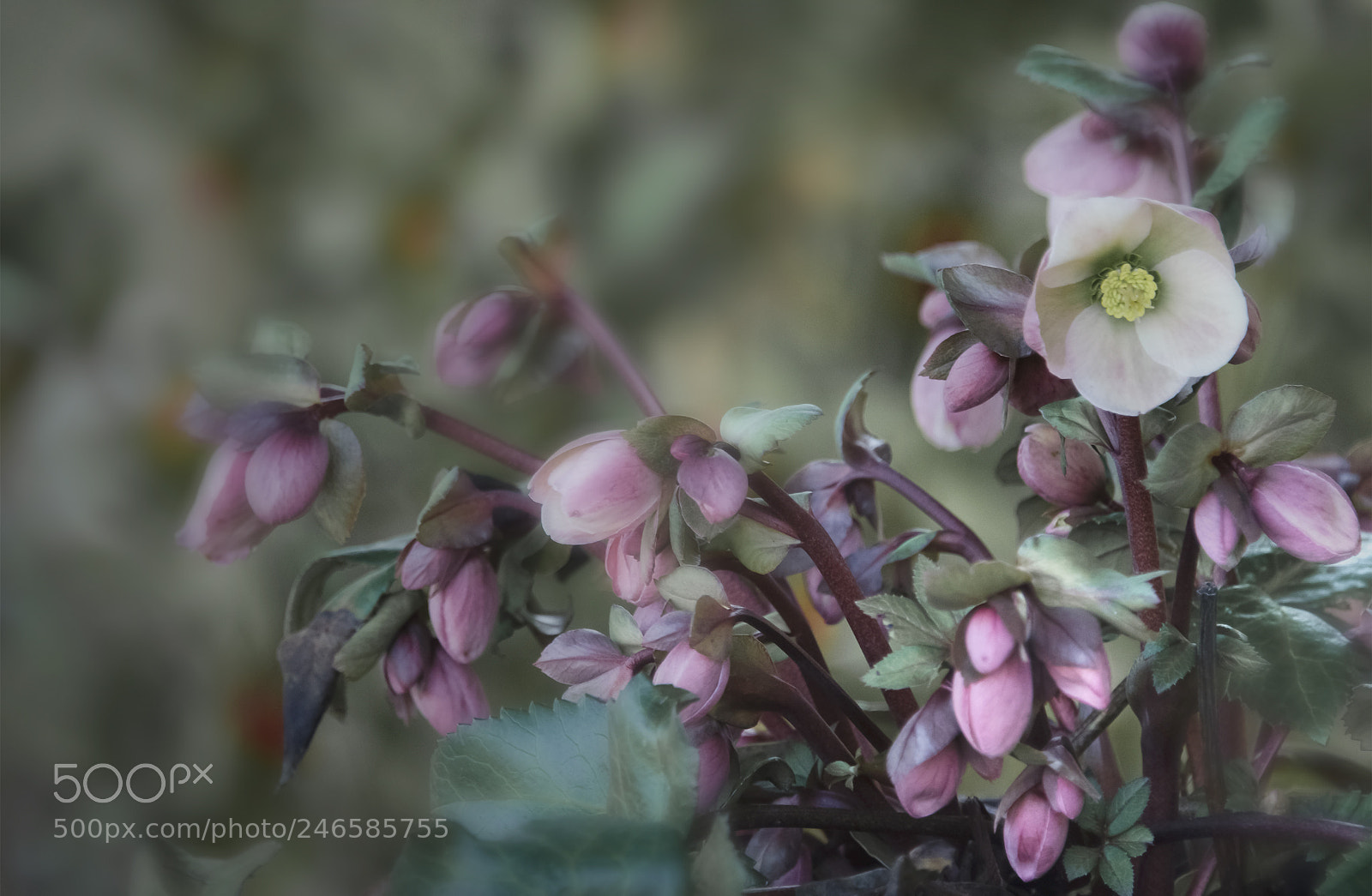 Nikon D5100 sample photo. "lenten rose" photography