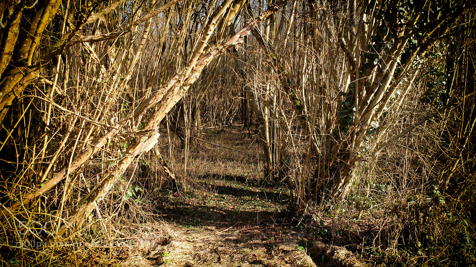 Fujifilm X30 sample photo. Dans les bois photography