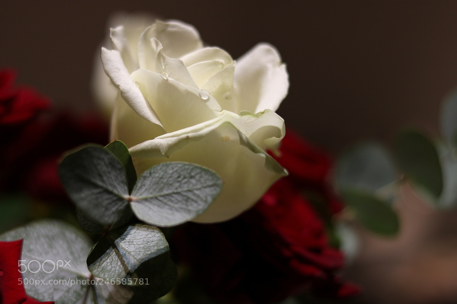 Canon EOS 750D (EOS Rebel T6i / EOS Kiss X8i) + Canon EF 50mm F1.8 STM sample photo. Img photography