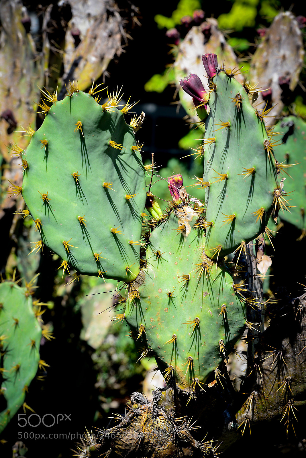 Nikon D800 sample photo. Cactus photography
