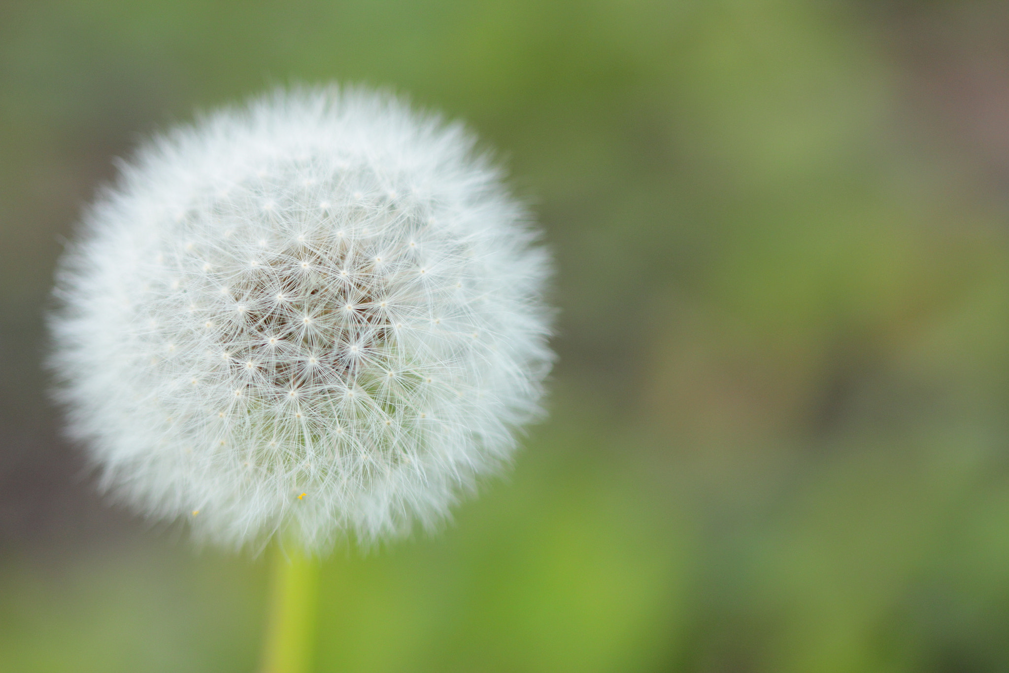 Canon EF 100mm F2.8 Macro USM sample photo. Pissenlit photography