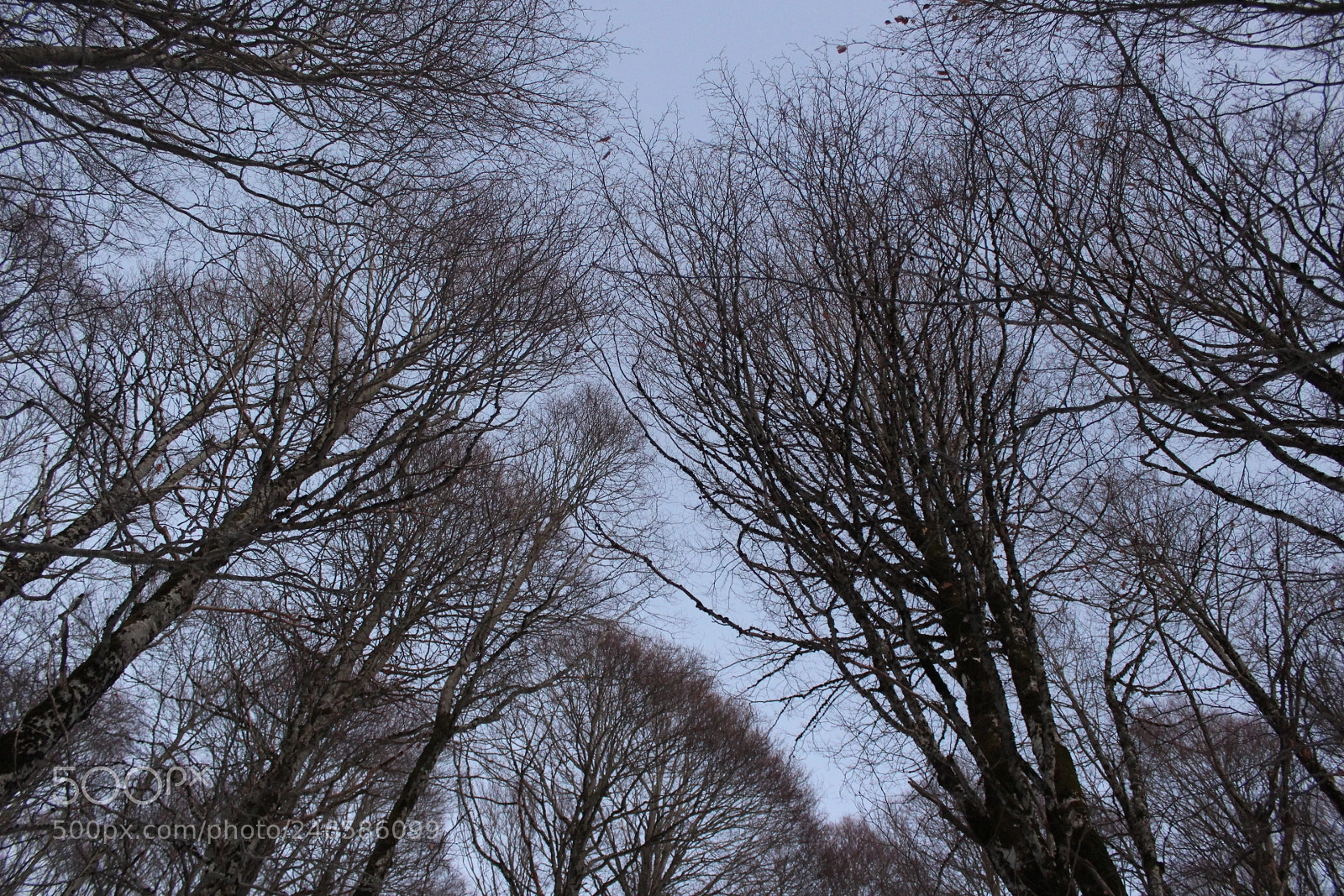 Canon EF-S 18-55mm F3.5-5.6 III sample photo. Untitled photography