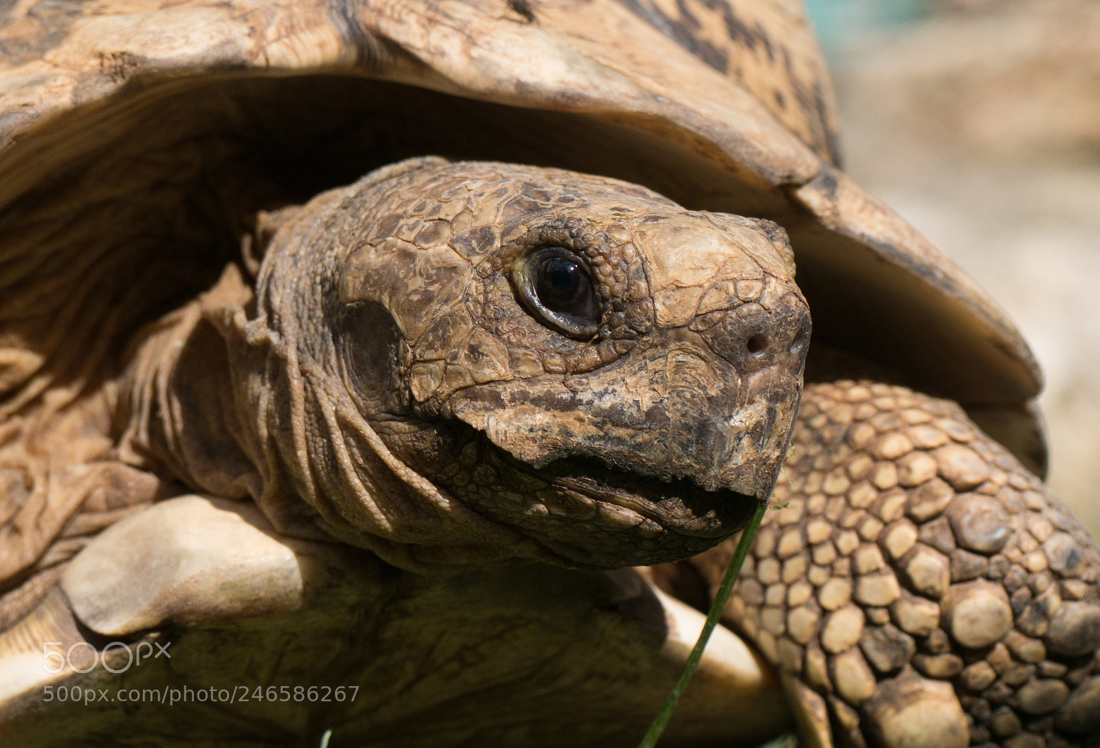 Panasonic DMC-G70 sample photo. Turtle photography