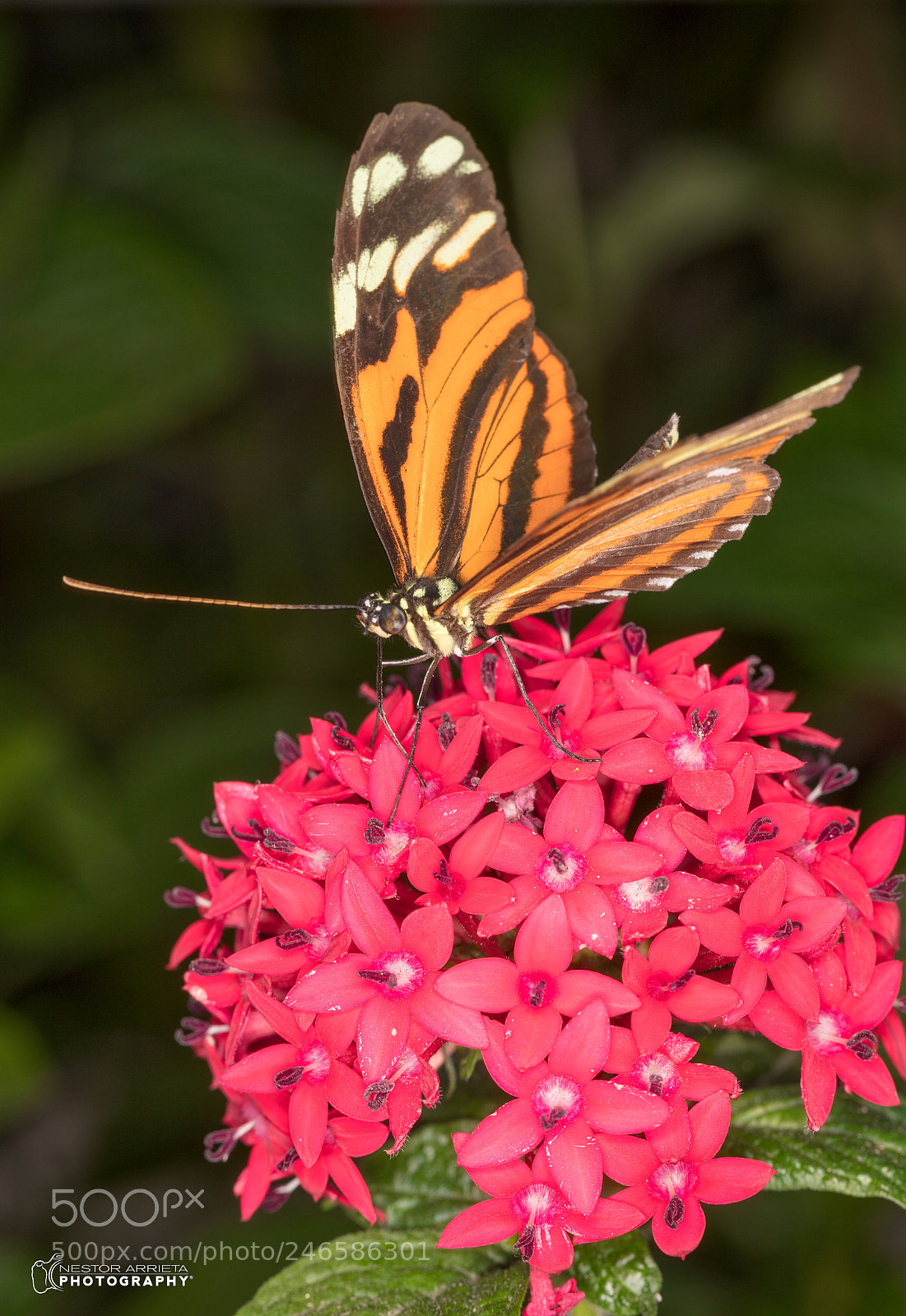 Canon EOS 5DS R sample photo. Mechenitis photography
