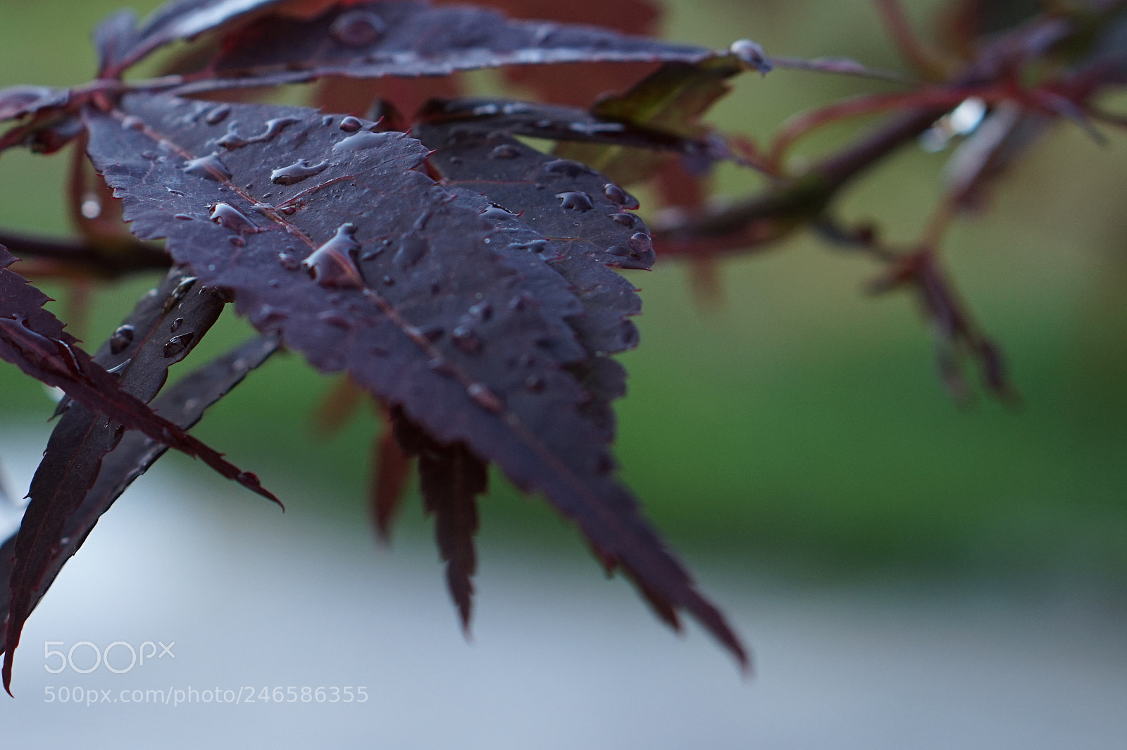 Sony Alpha a5000 (ILCE 5000) sample photo. 14.jpg photography