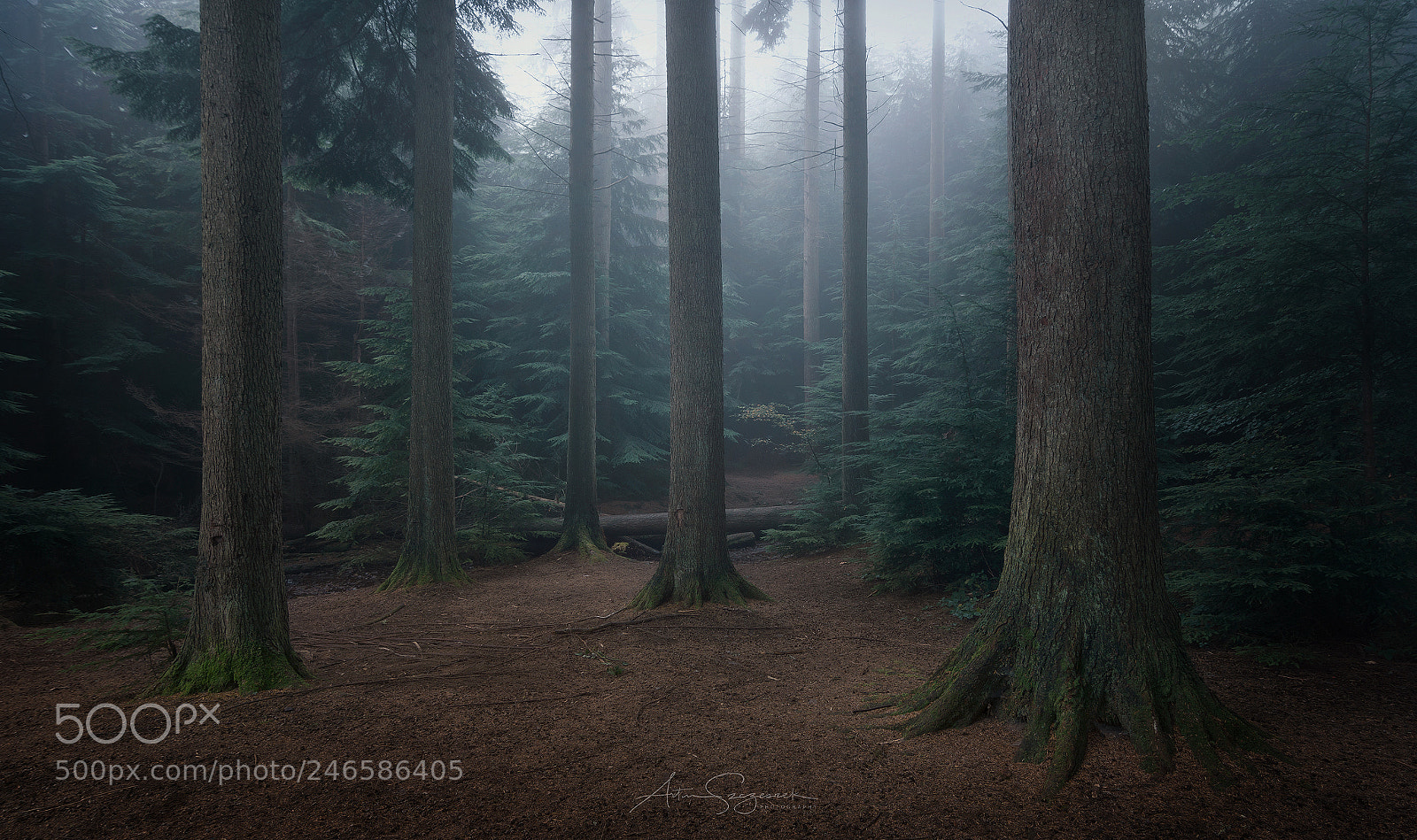 Nikon D7100 sample photo. Murky forest photography