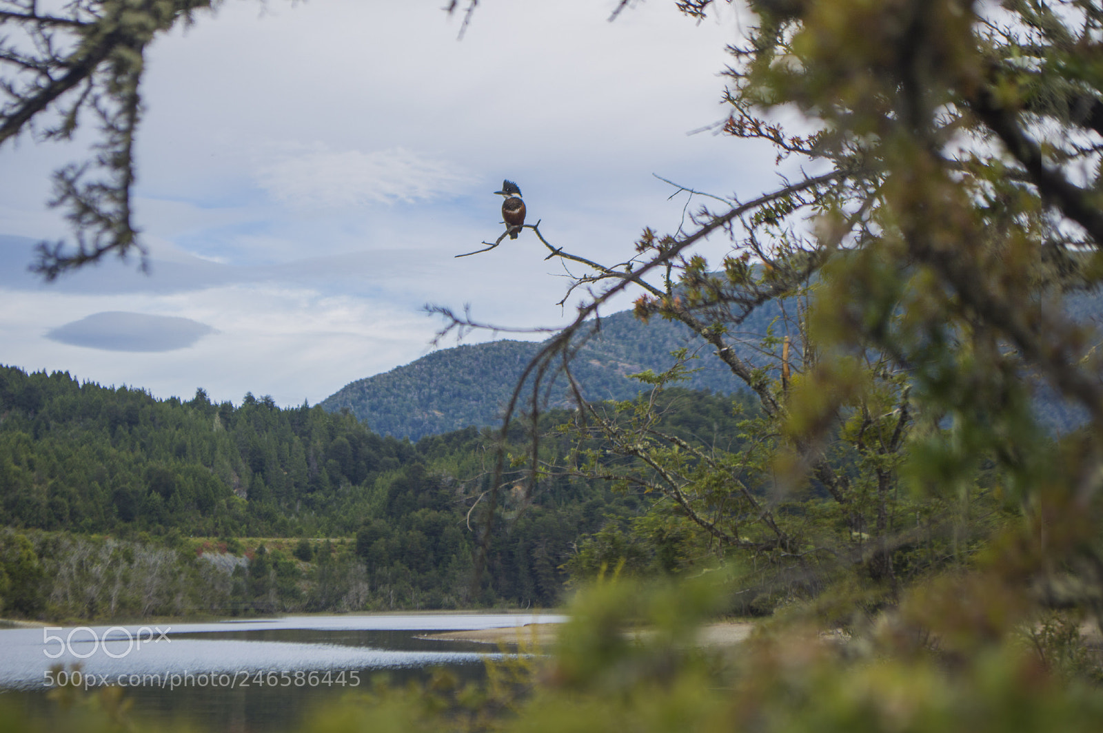 Nikon D3200 sample photo. Martin pescador photography