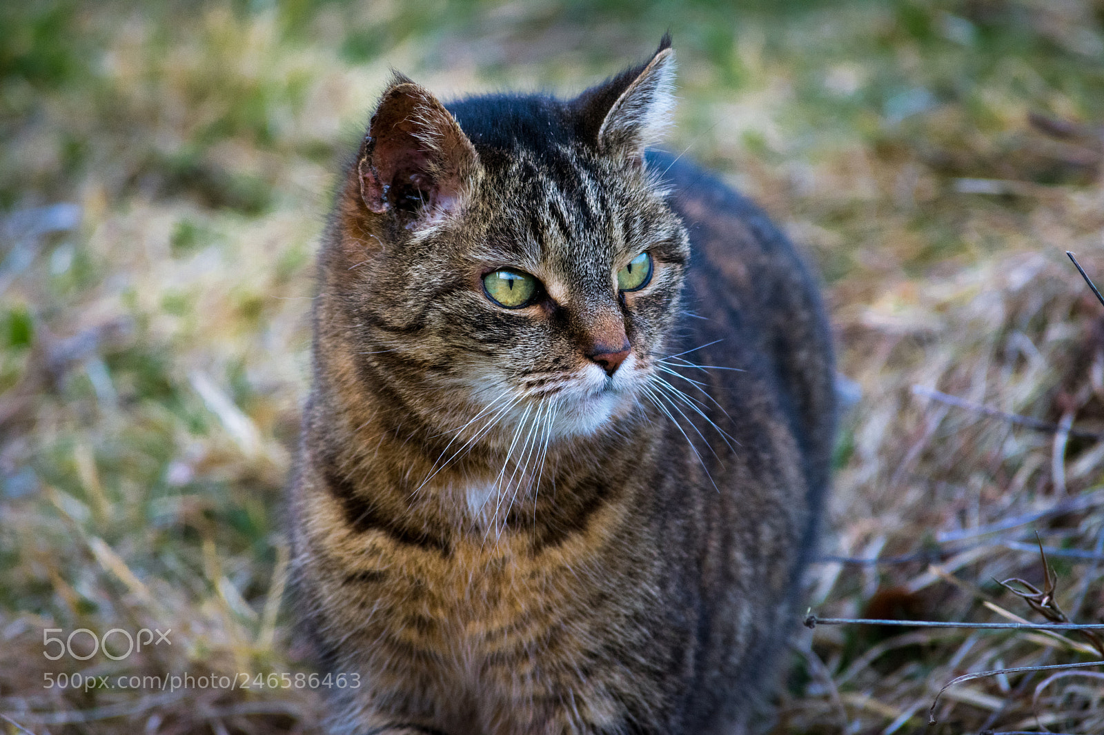 Nikon D3400 sample photo. Untitled photography