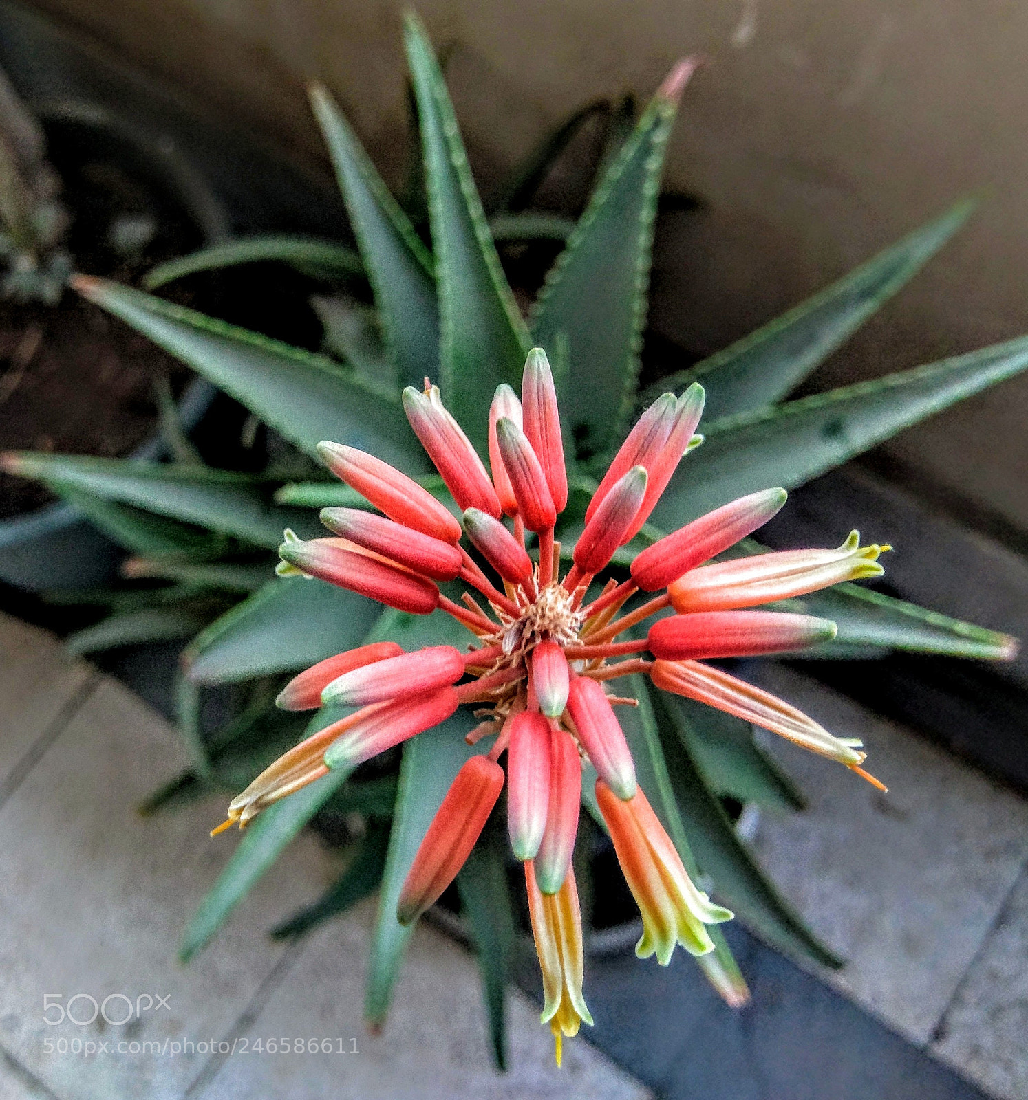 HTC 10 sample photo. Untitled photography