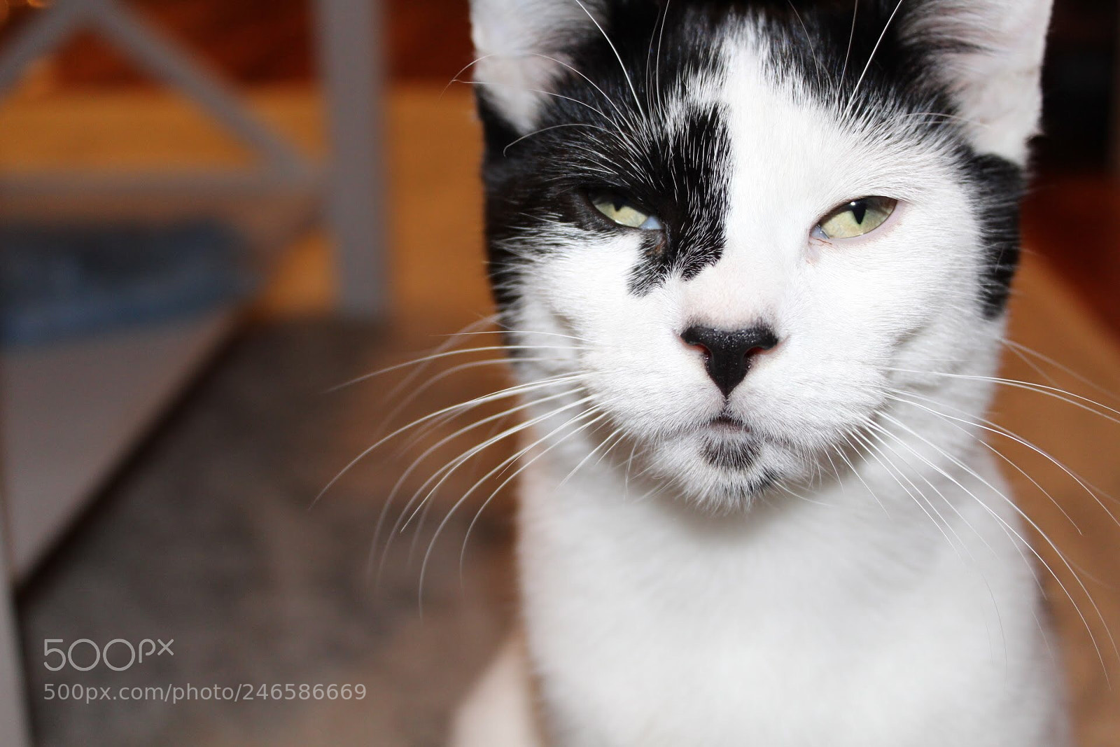 Canon EOS 1300D (EOS Rebel T6 / EOS Kiss X80) sample photo. Grumpy cat. photography