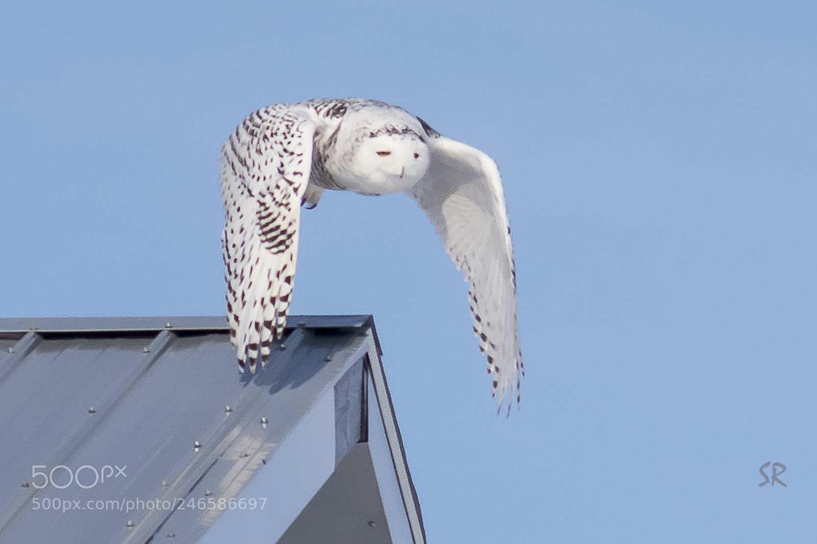 Nikon D7100 sample photo. Snowy owl photography