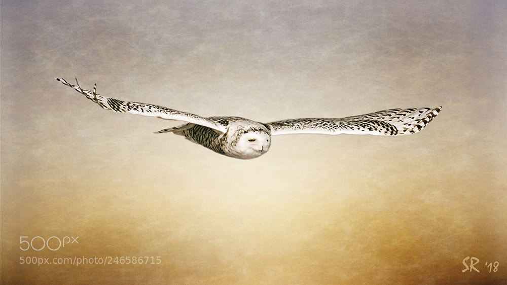 Nikon D7100 sample photo. Snowy owl photography