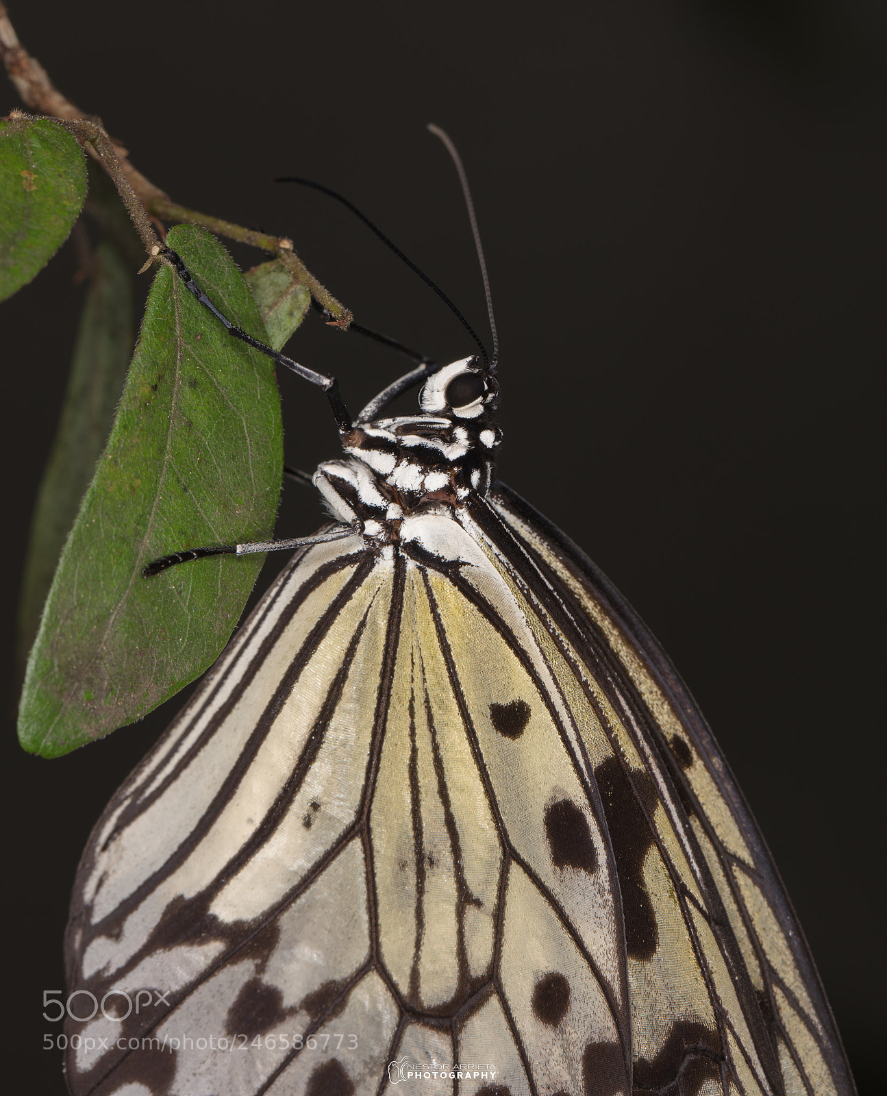 Canon EOS 5DS R sample photo. Tree nymph photography