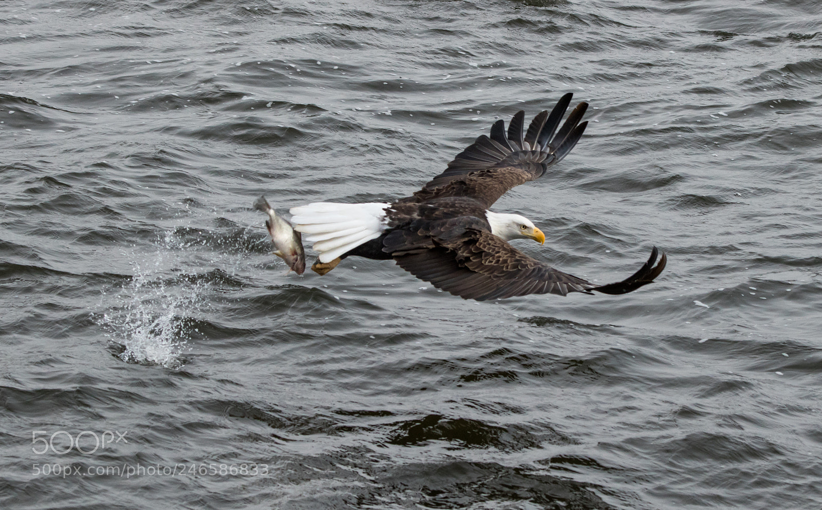Canon EOS 7D Mark II sample photo. Fishing photography