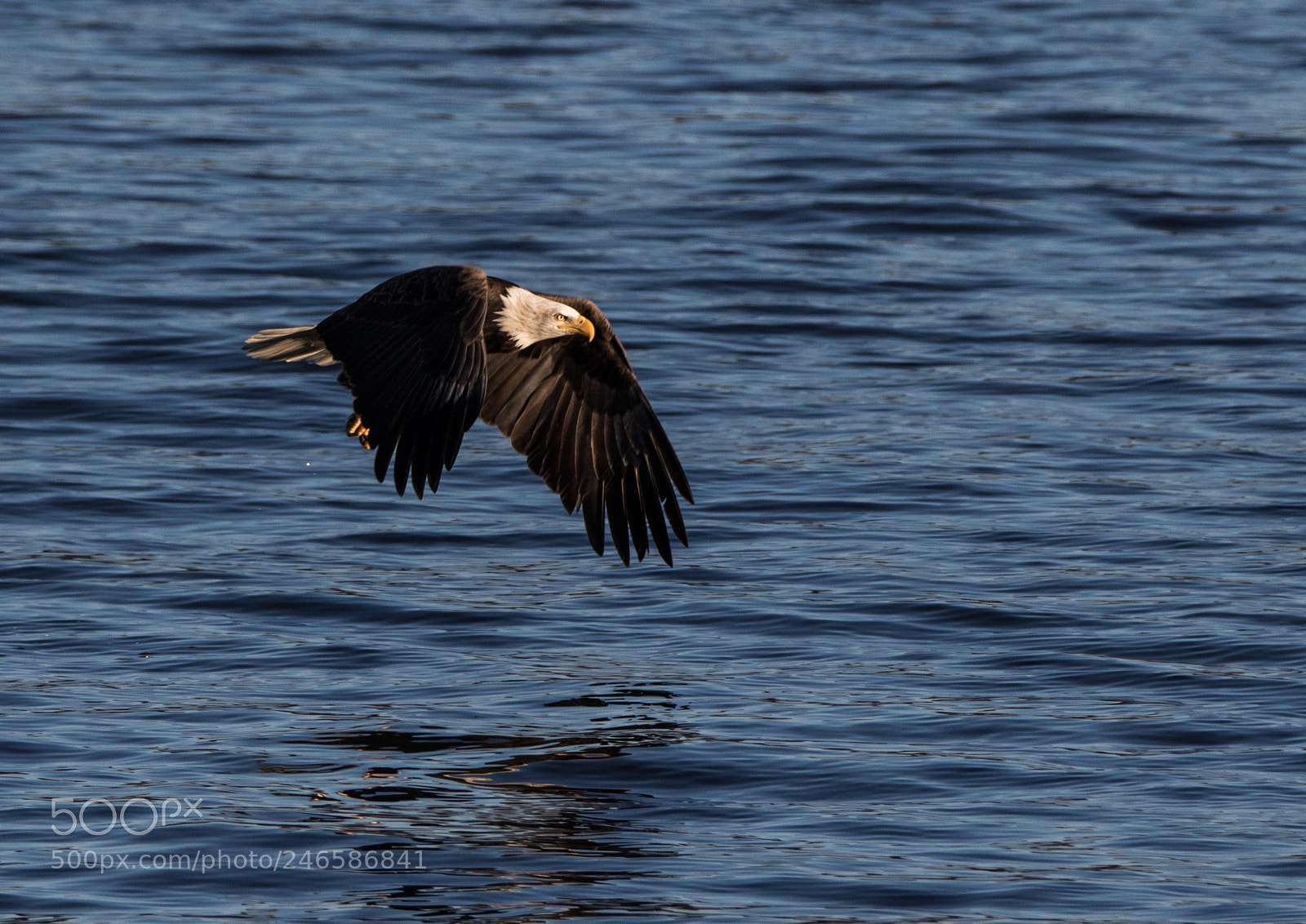 Canon EOS 7D Mark II sample photo. Skimmer photography