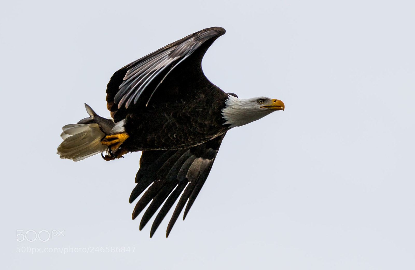 Canon EOS 7D Mark II sample photo. Successful catch photography