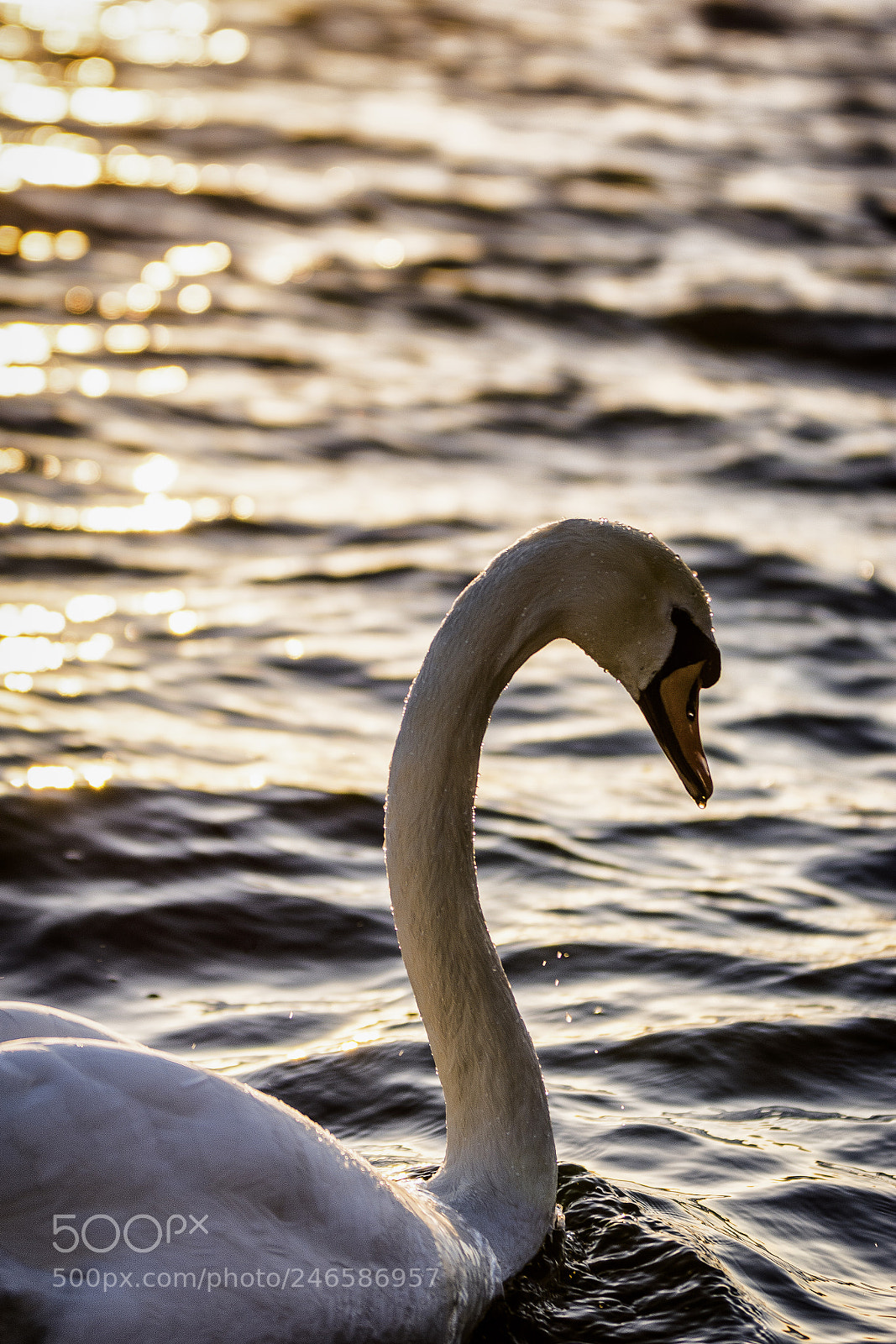 Nikon D7100 sample photo. Swan at the sunset photography